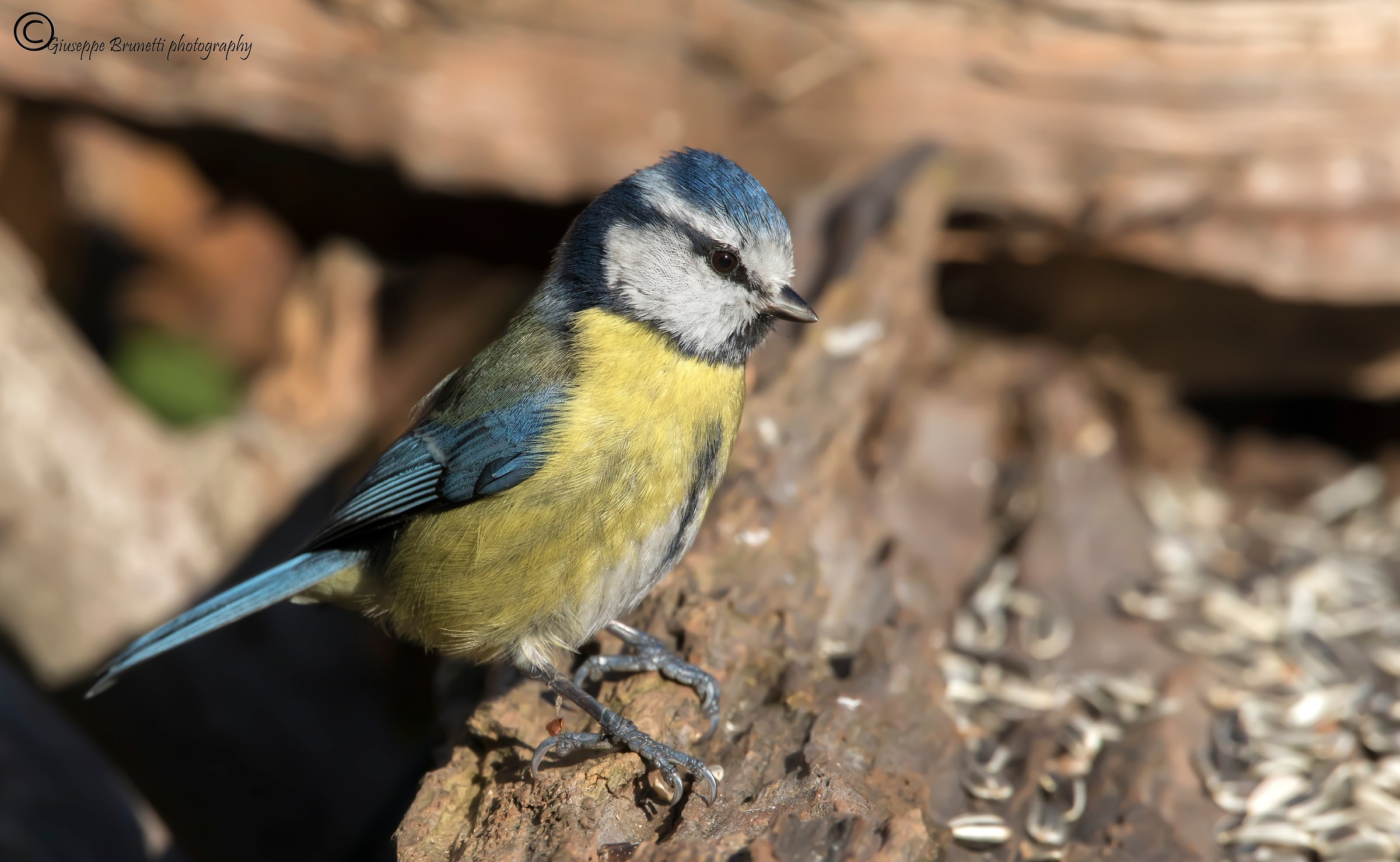 Cinciarella cyanistes caerules