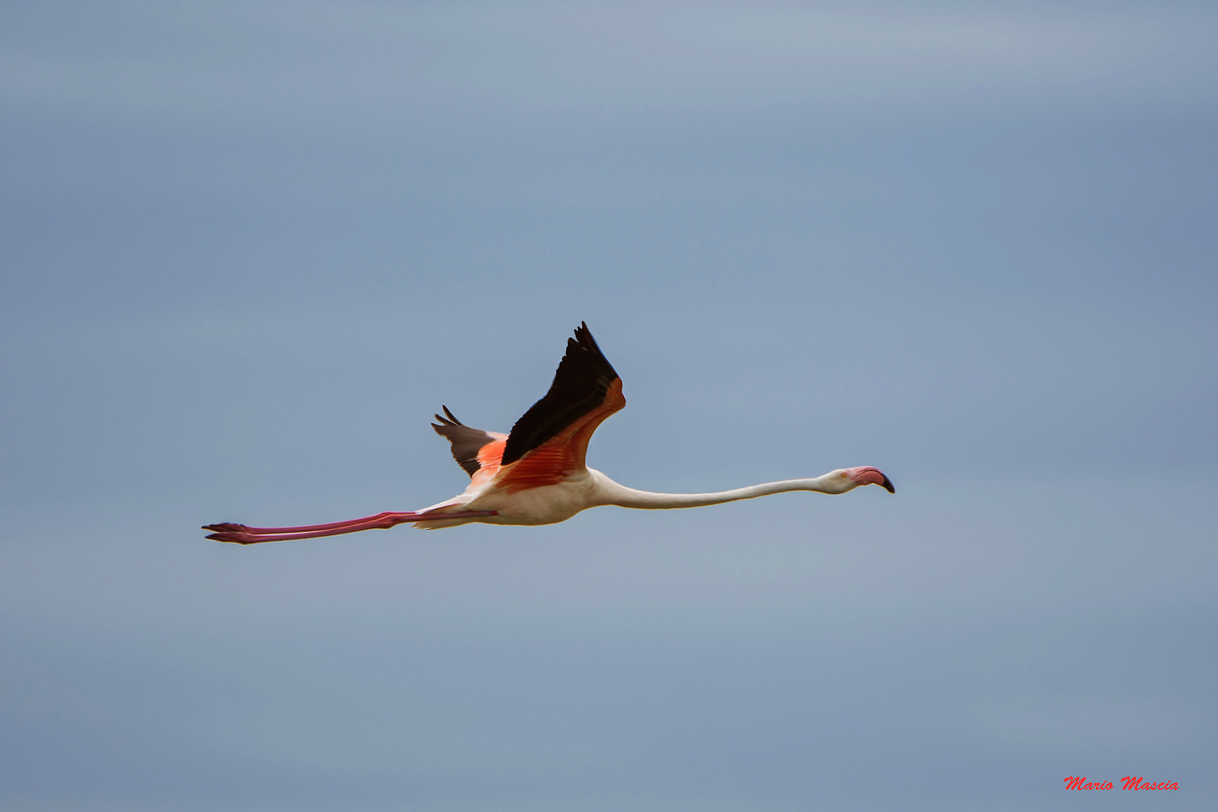 Flamingo in flight