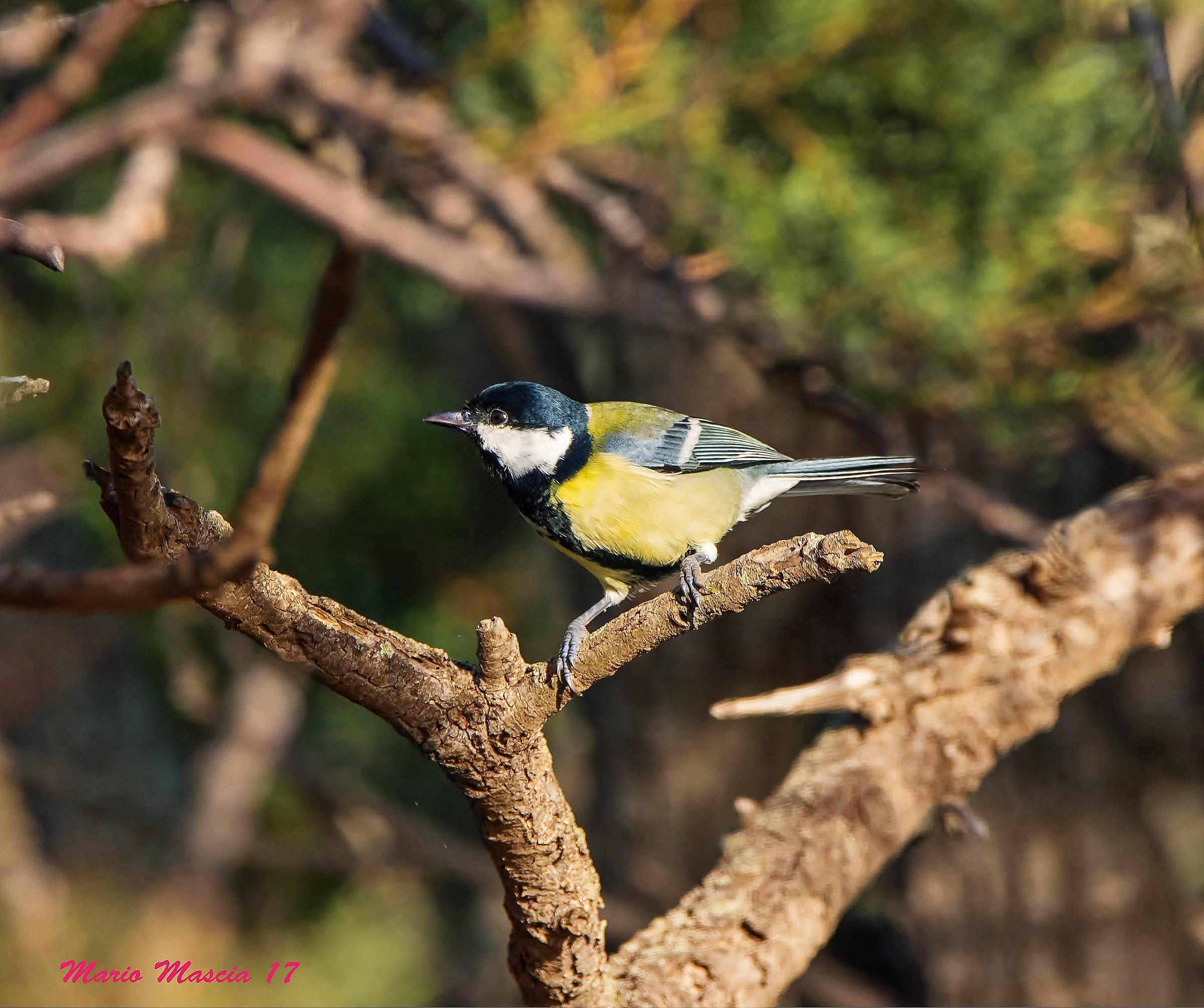 Great Tit