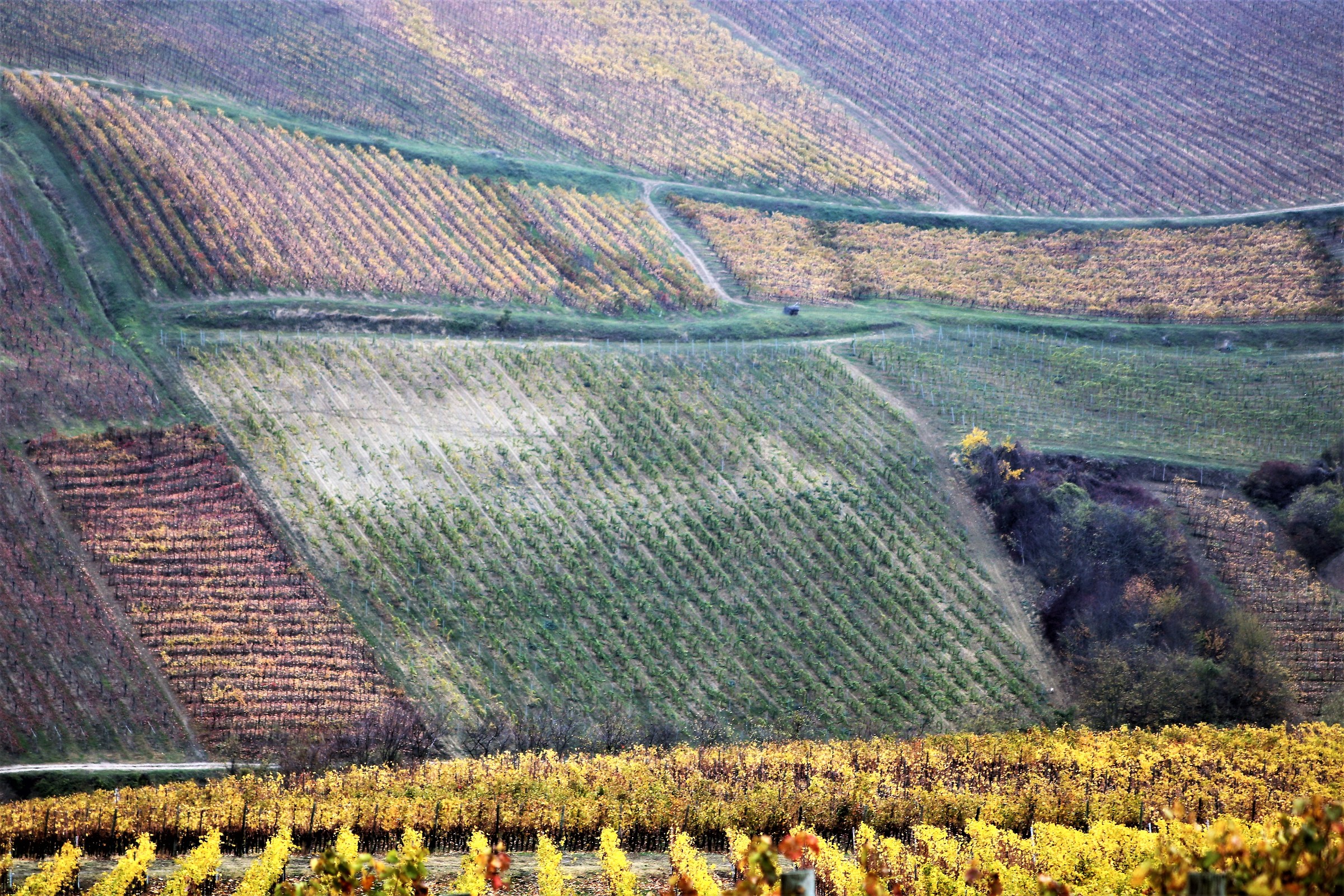 chromium in the vineyard