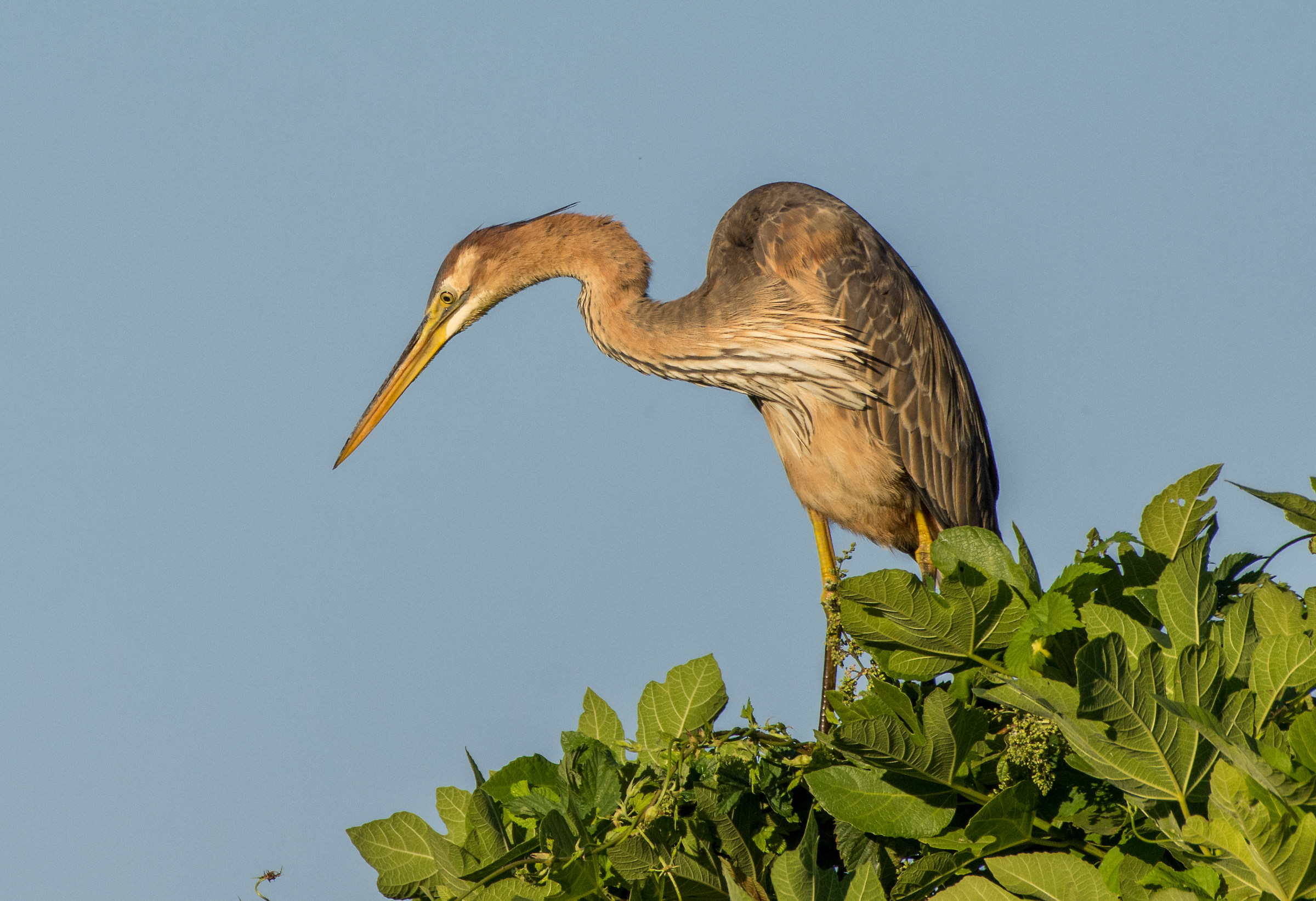 Heron and fig tree