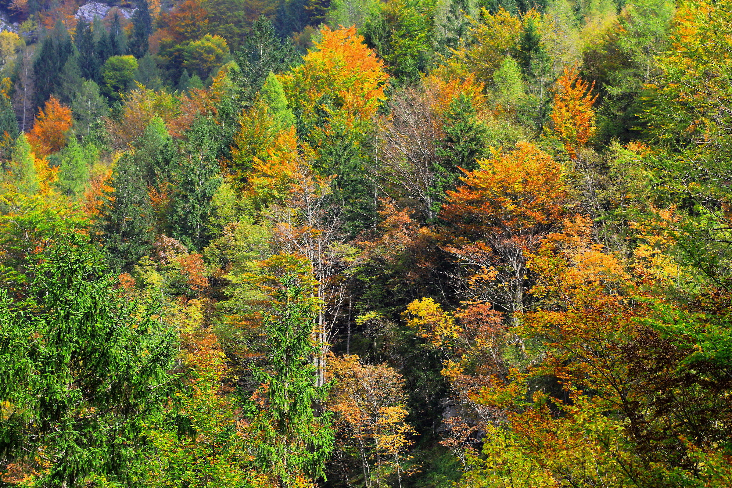 Autunno Sloveno