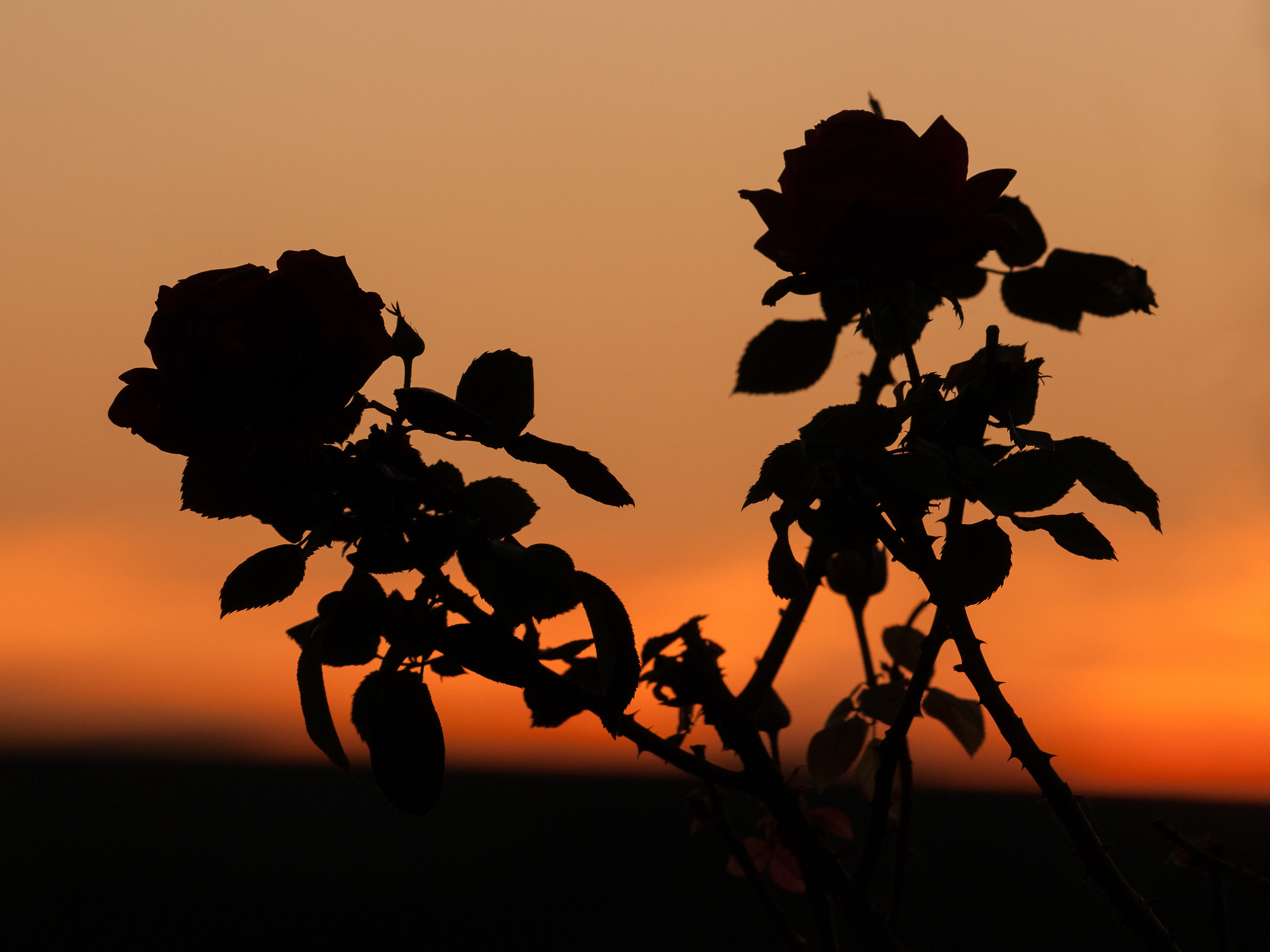 Rose Sunset