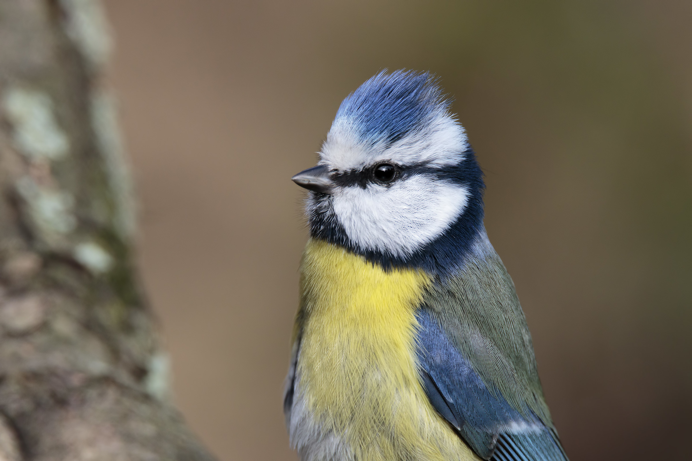 Cyanistes caeruleus - Cinciarella