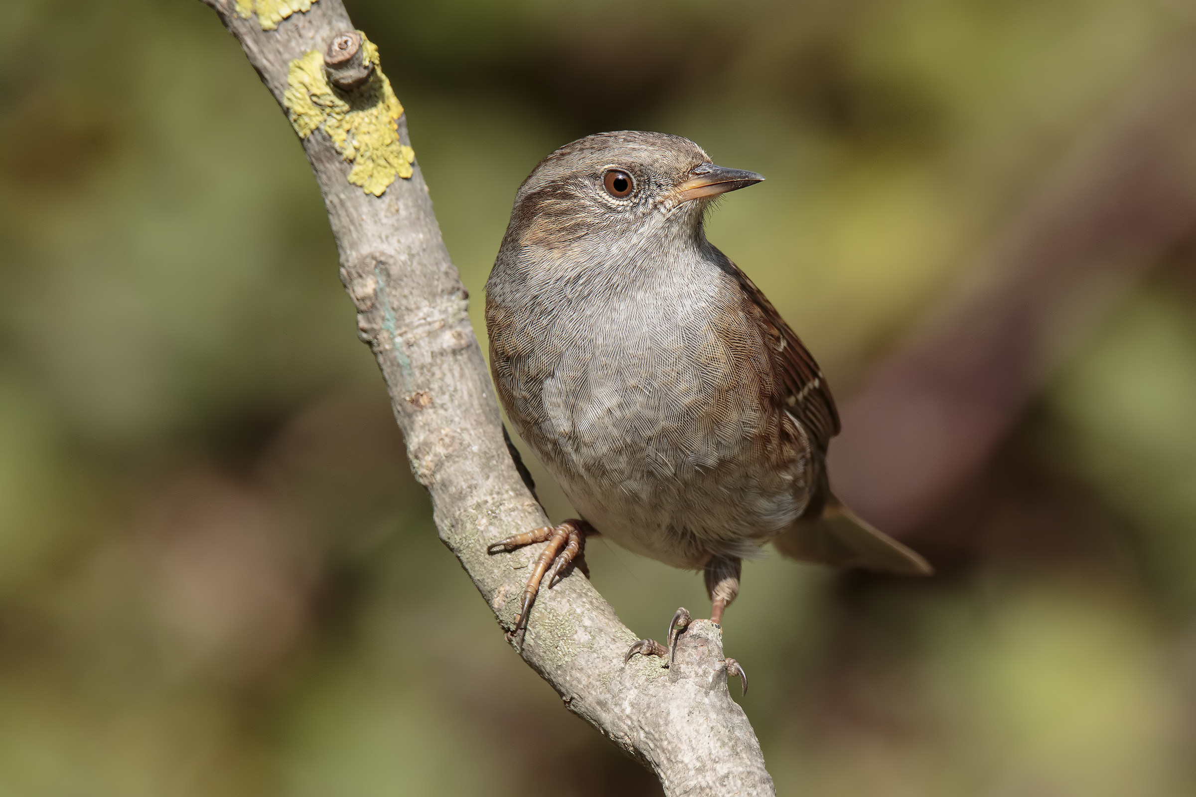Prunella modularis - Passera screams