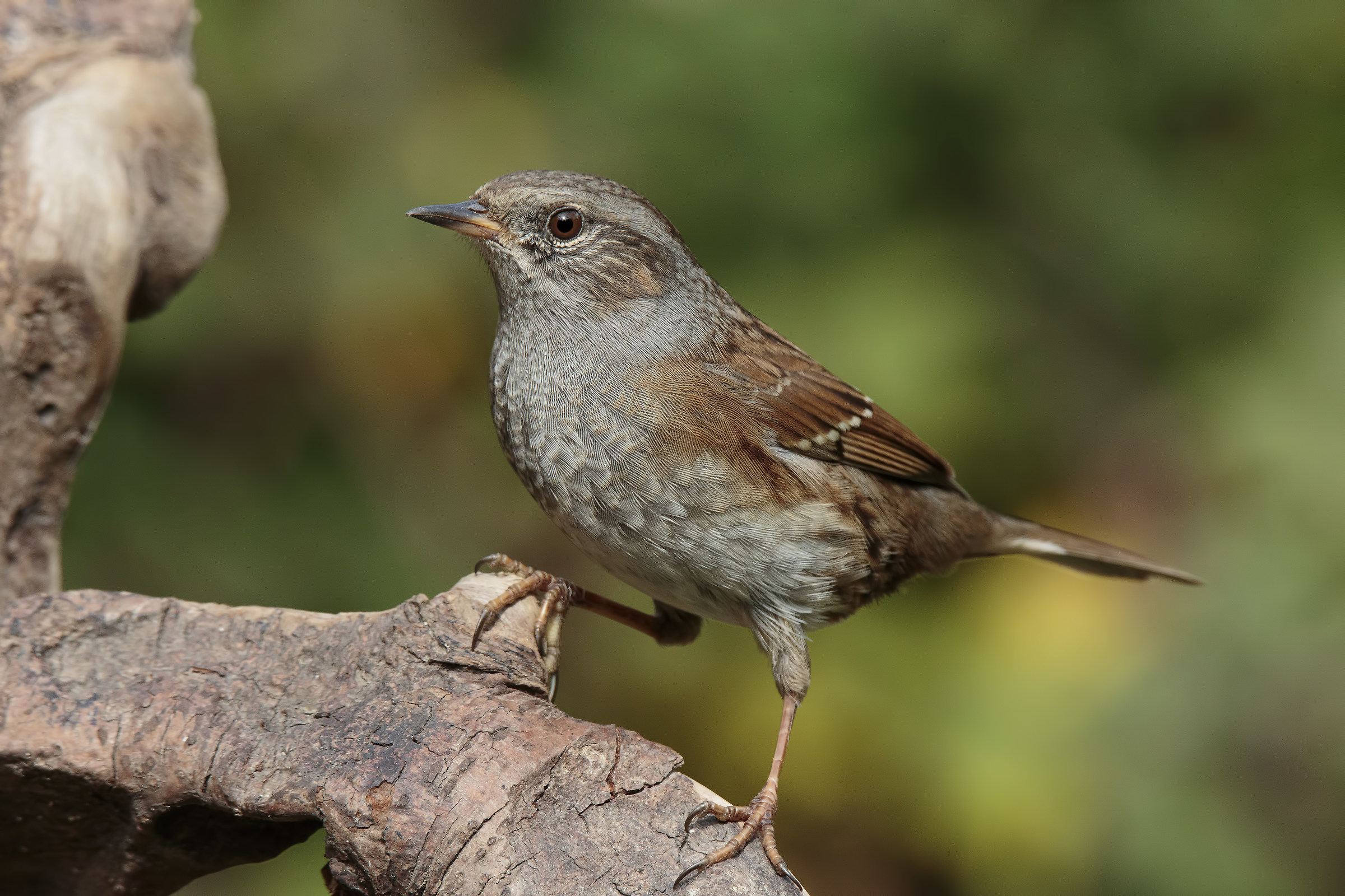 Prunella modularis - Passera screams