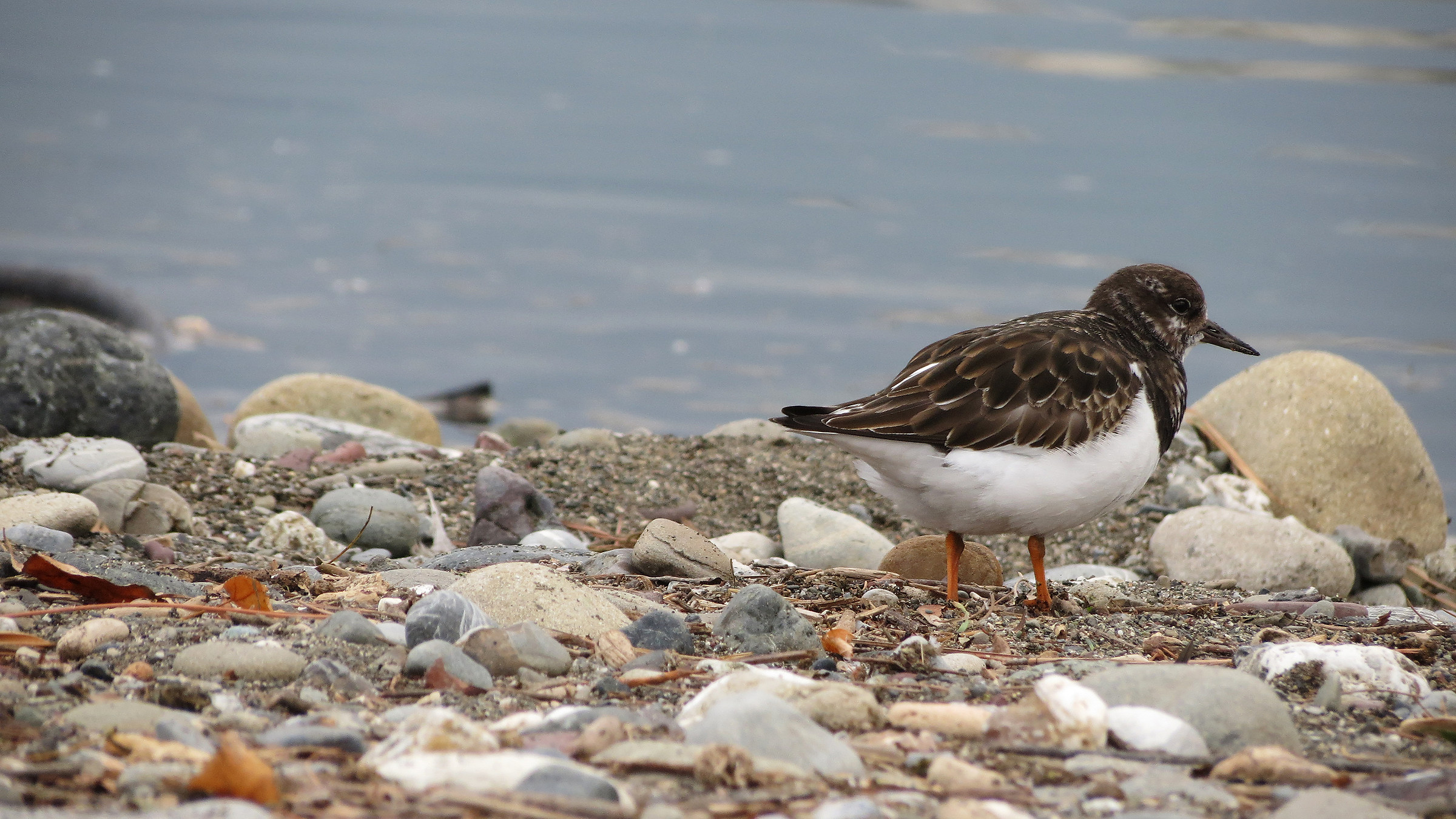 Turnstone