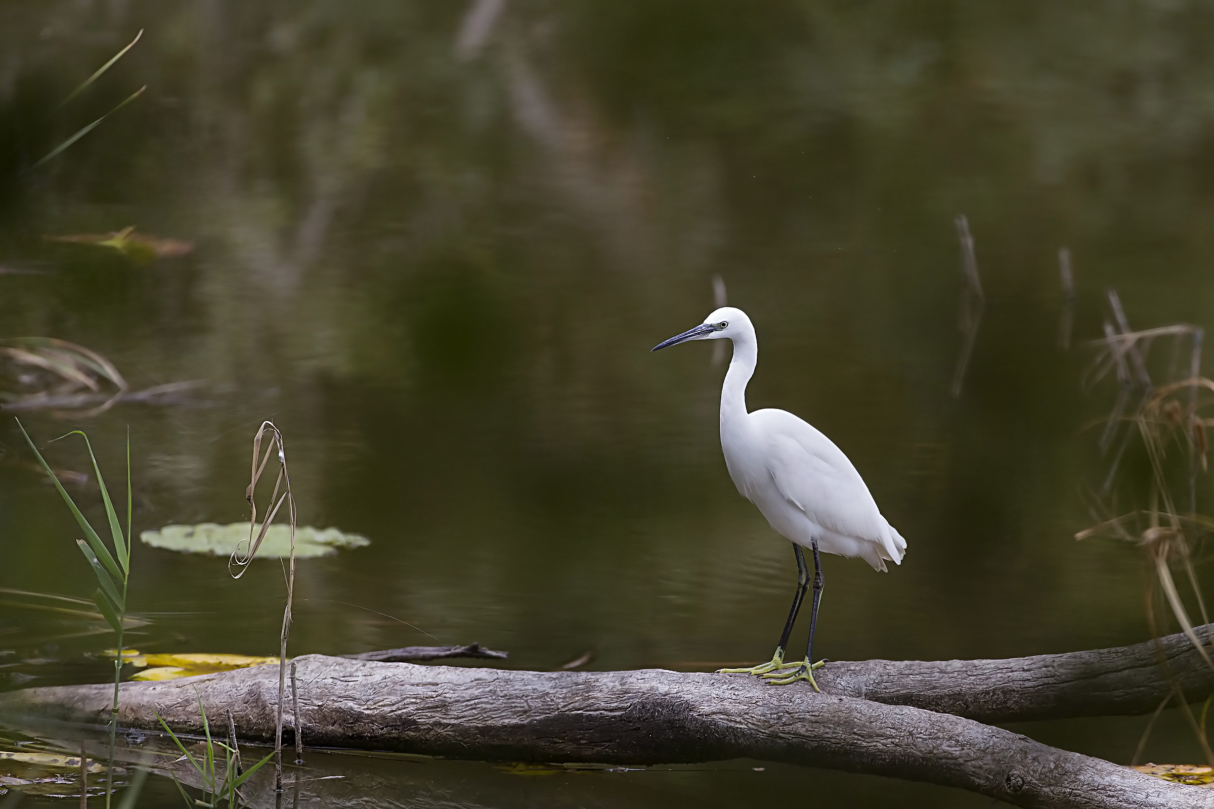 Egret