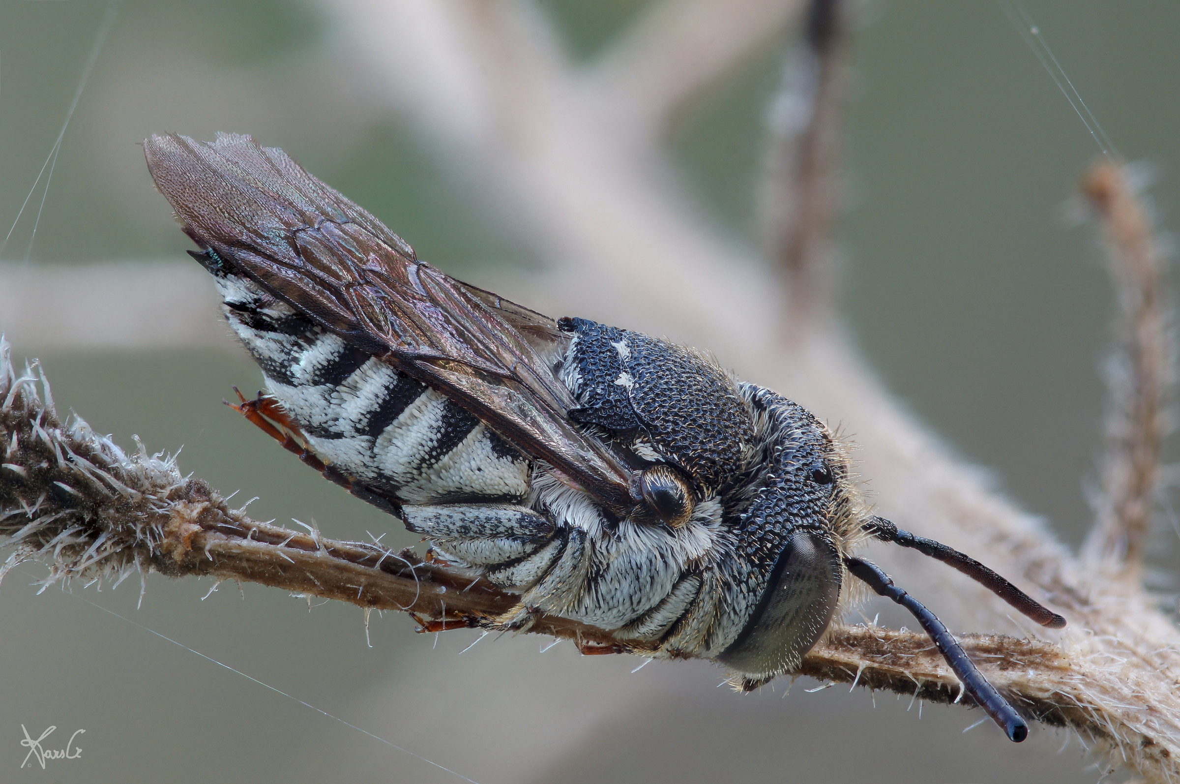 Coelioxys in primo piano