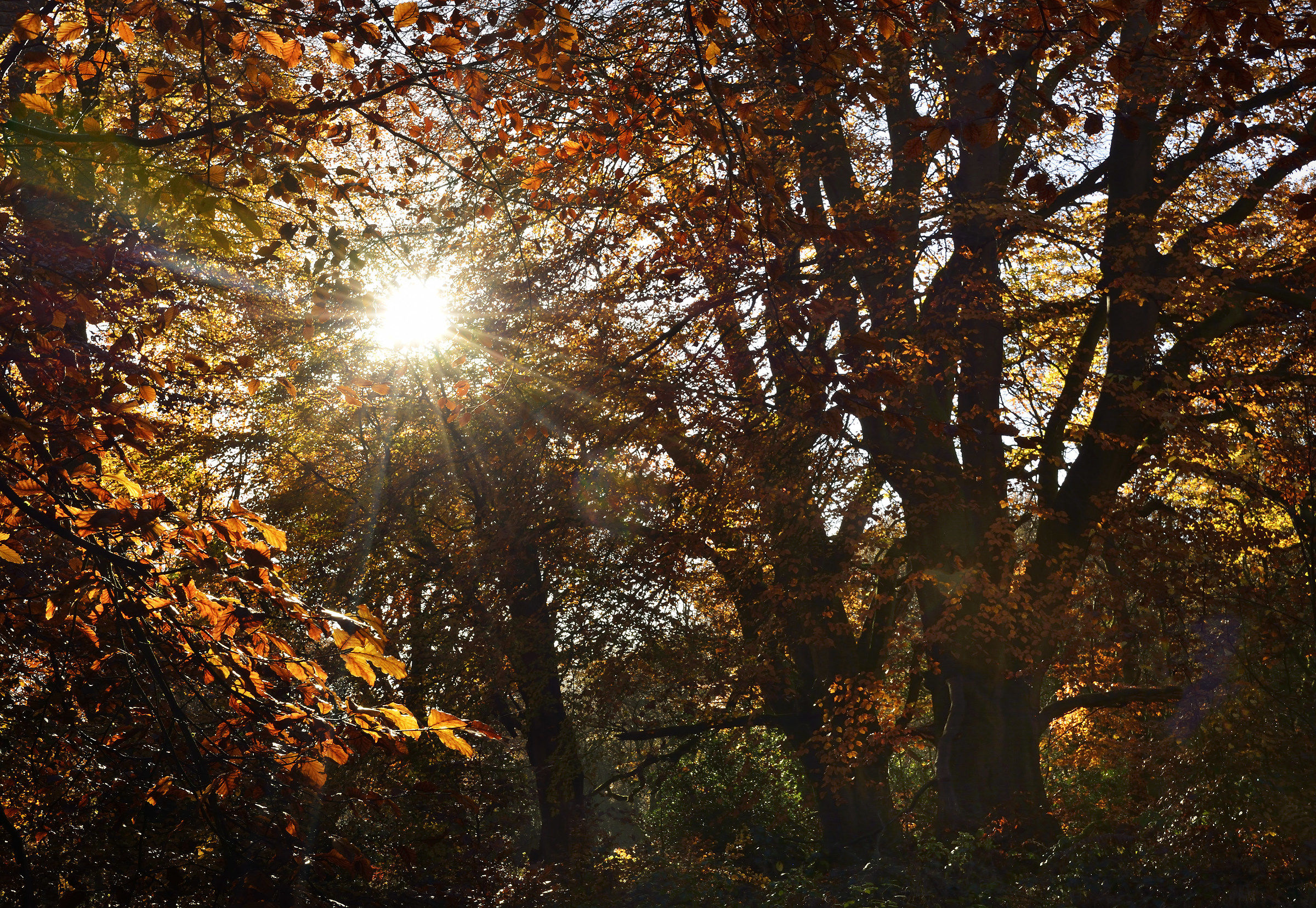 Blinded By the Light (2017)