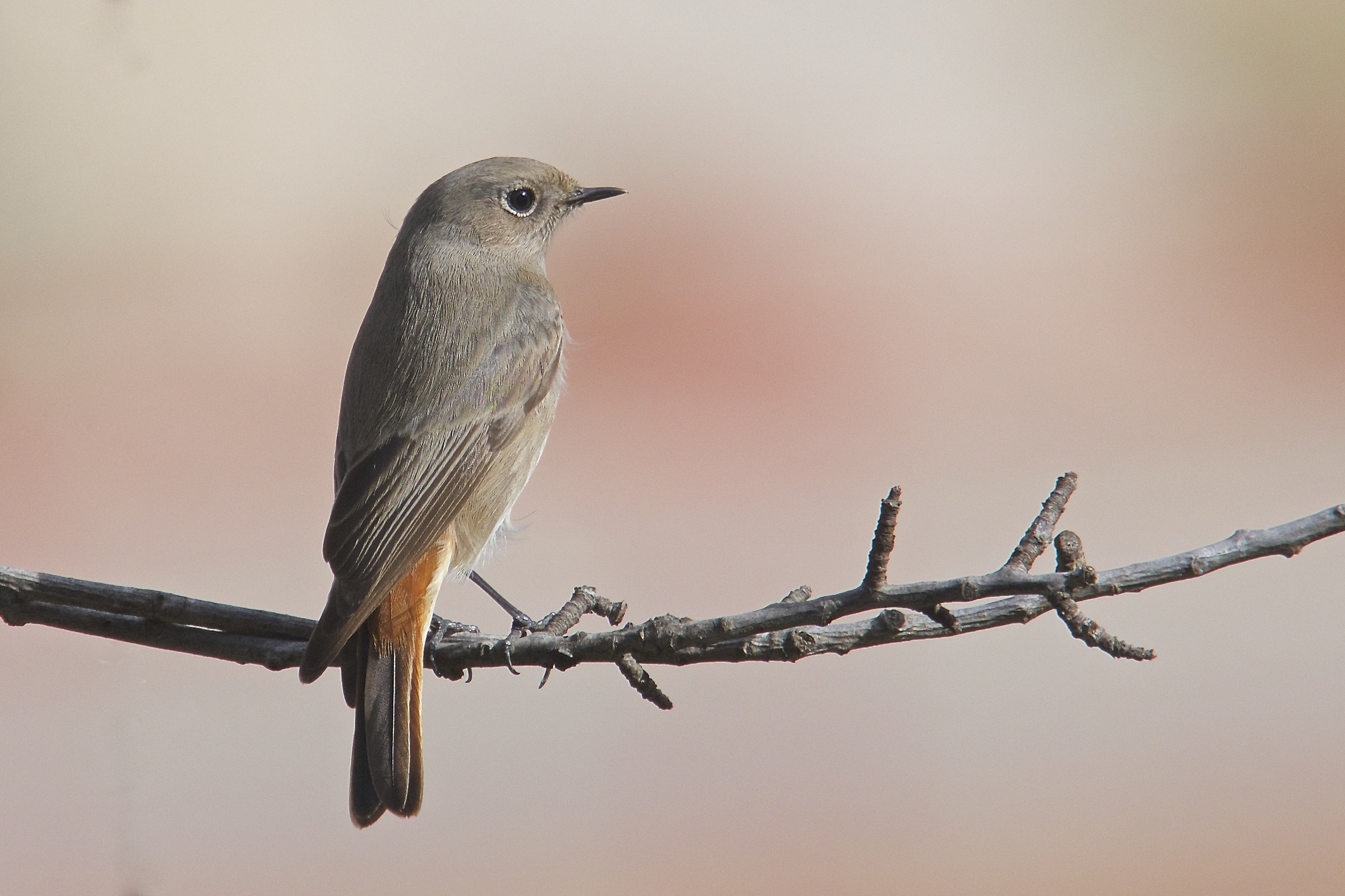 Codirosso spazzacamino