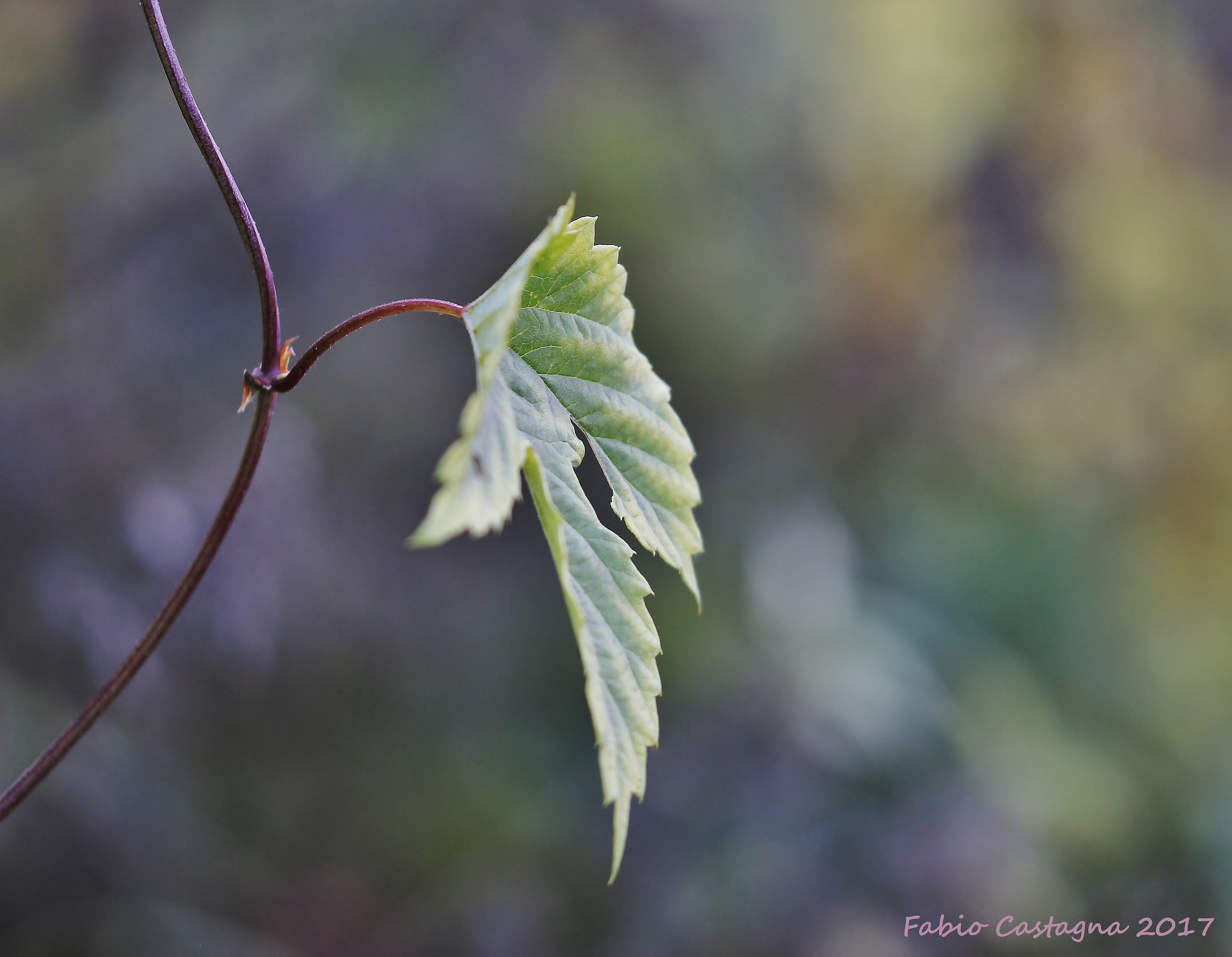 Among the colors of Autumn