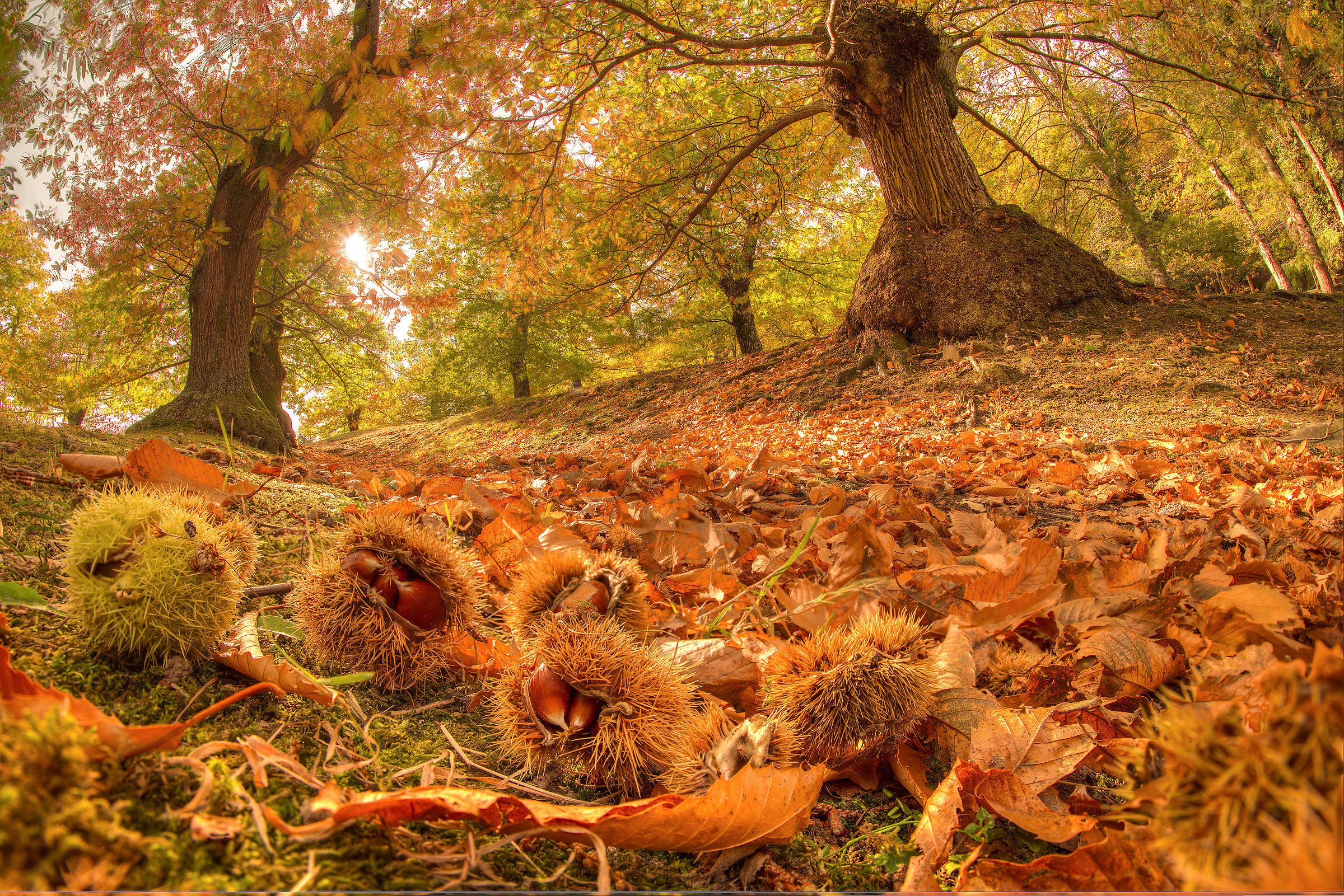 on the bed .... autumn