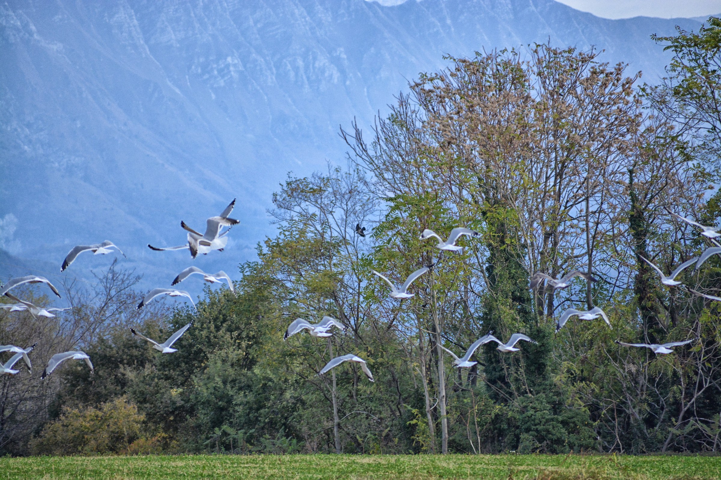gulls in flight