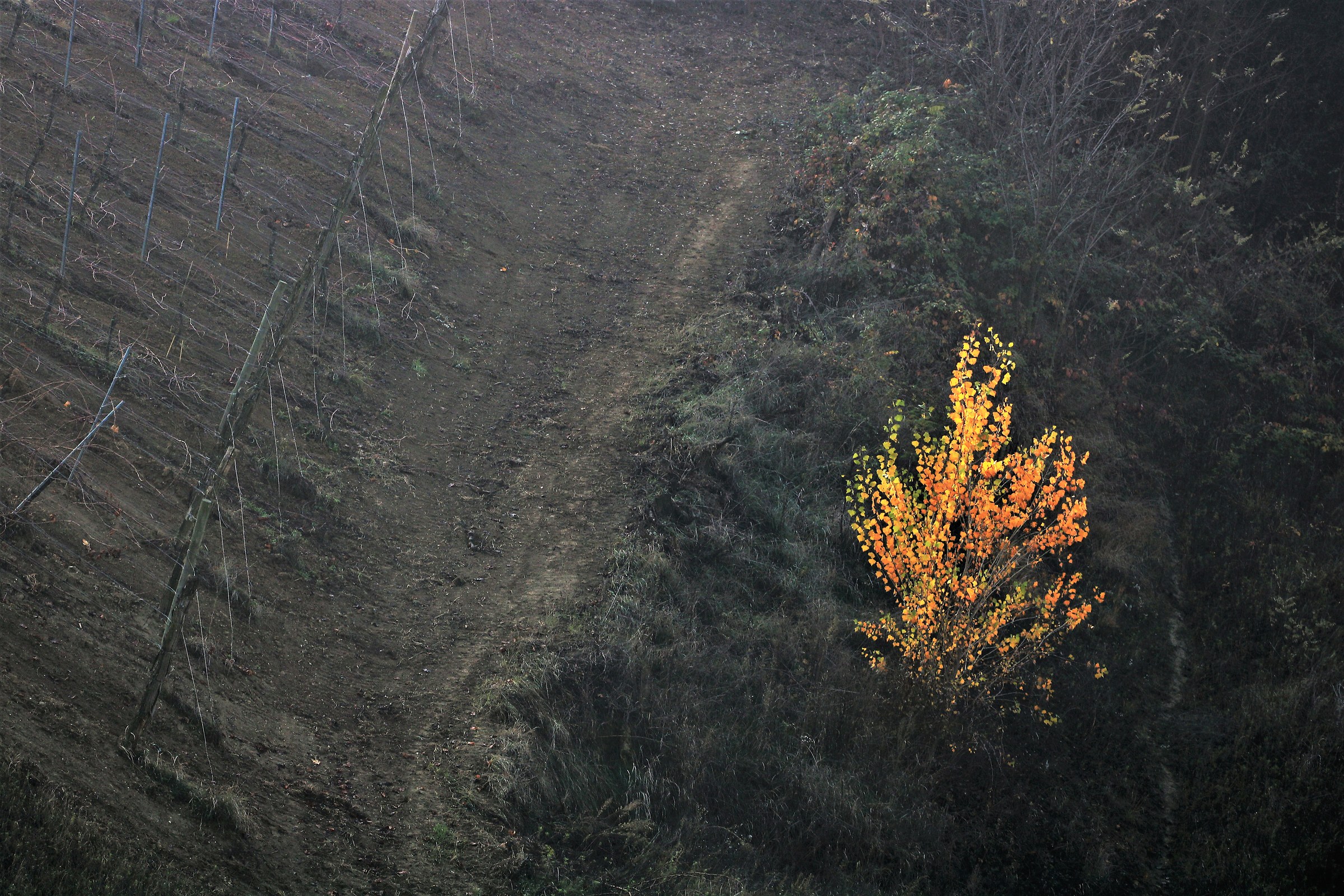 interrupted monotony