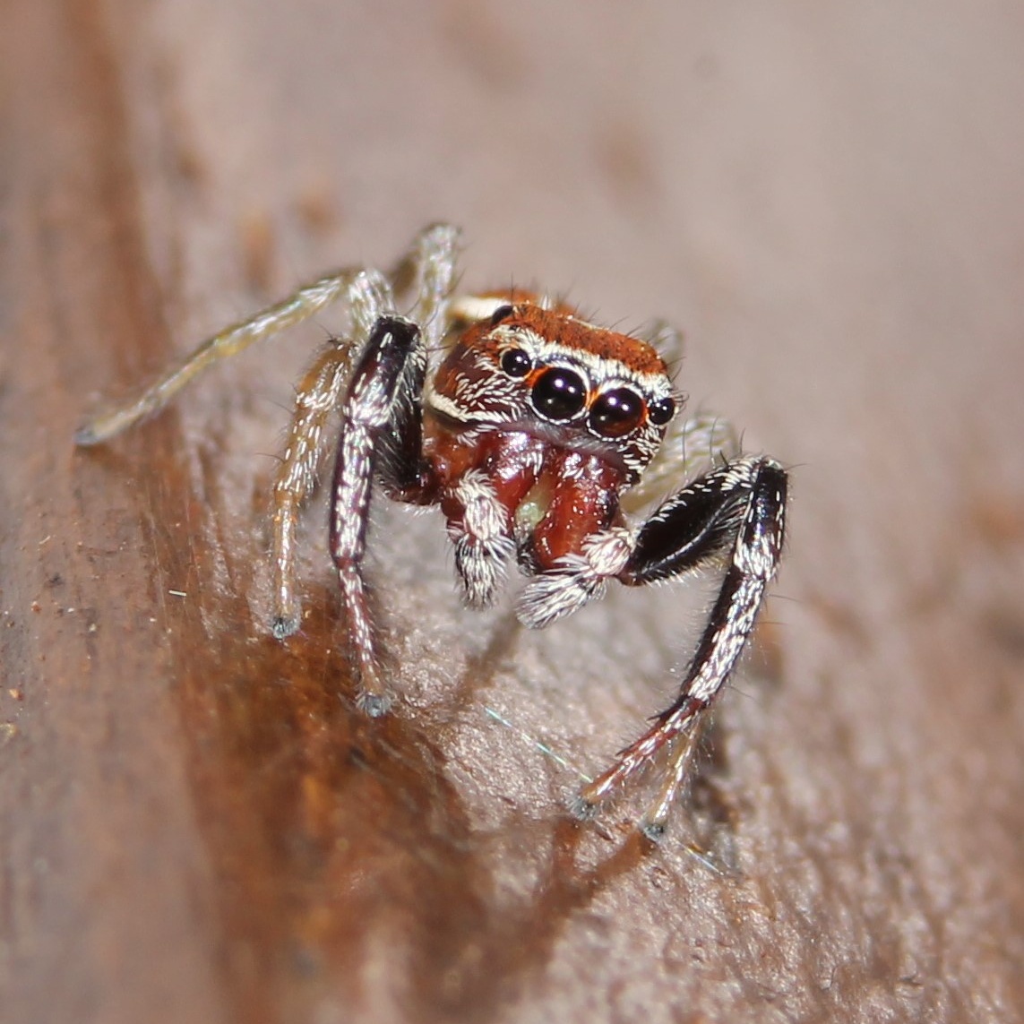 Jumping spider