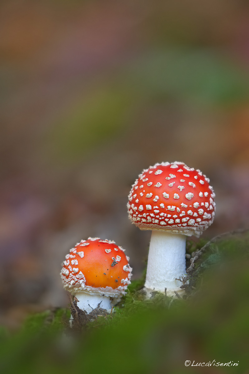 Amanite muscaria
