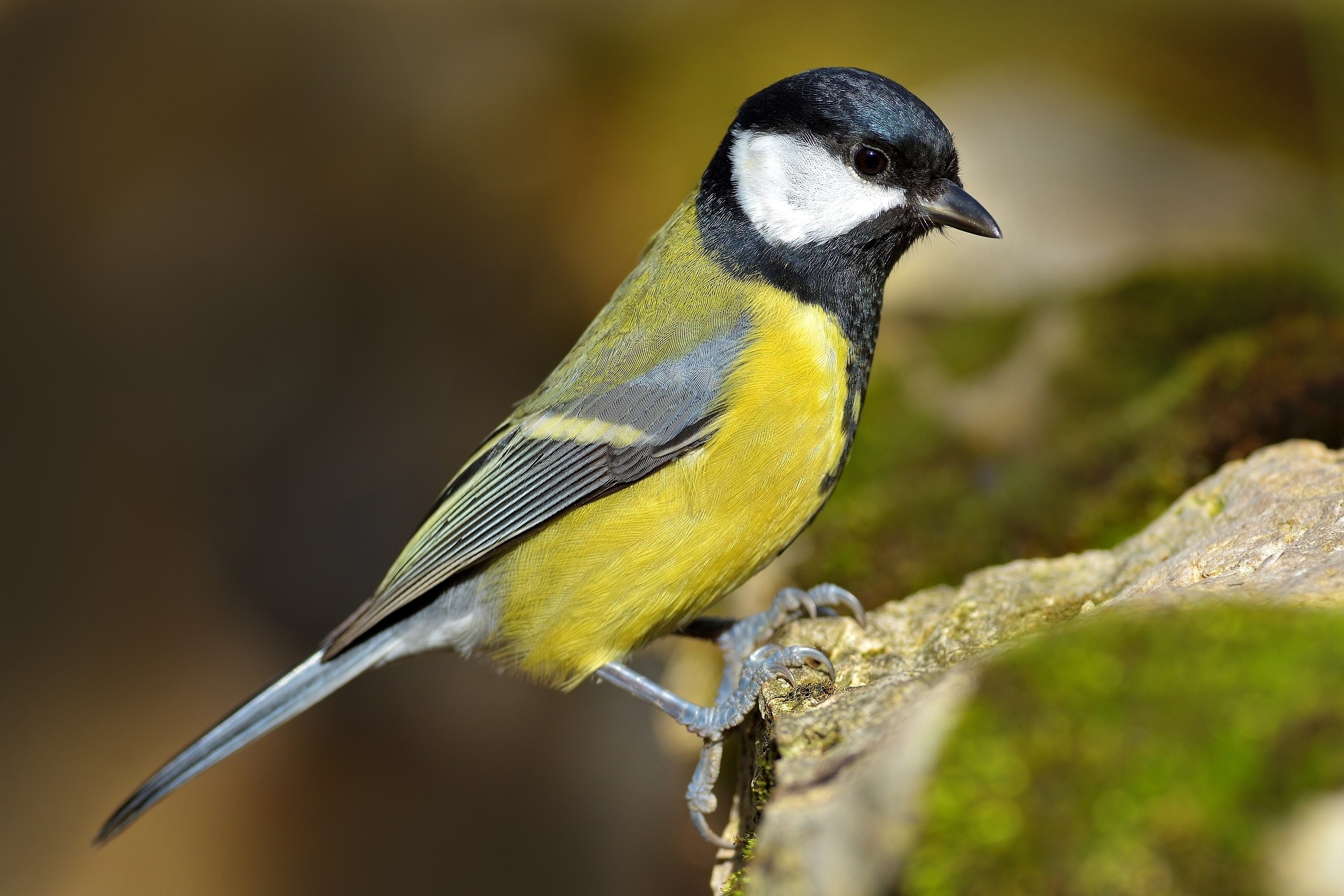 Cinciallegra (Parus major)