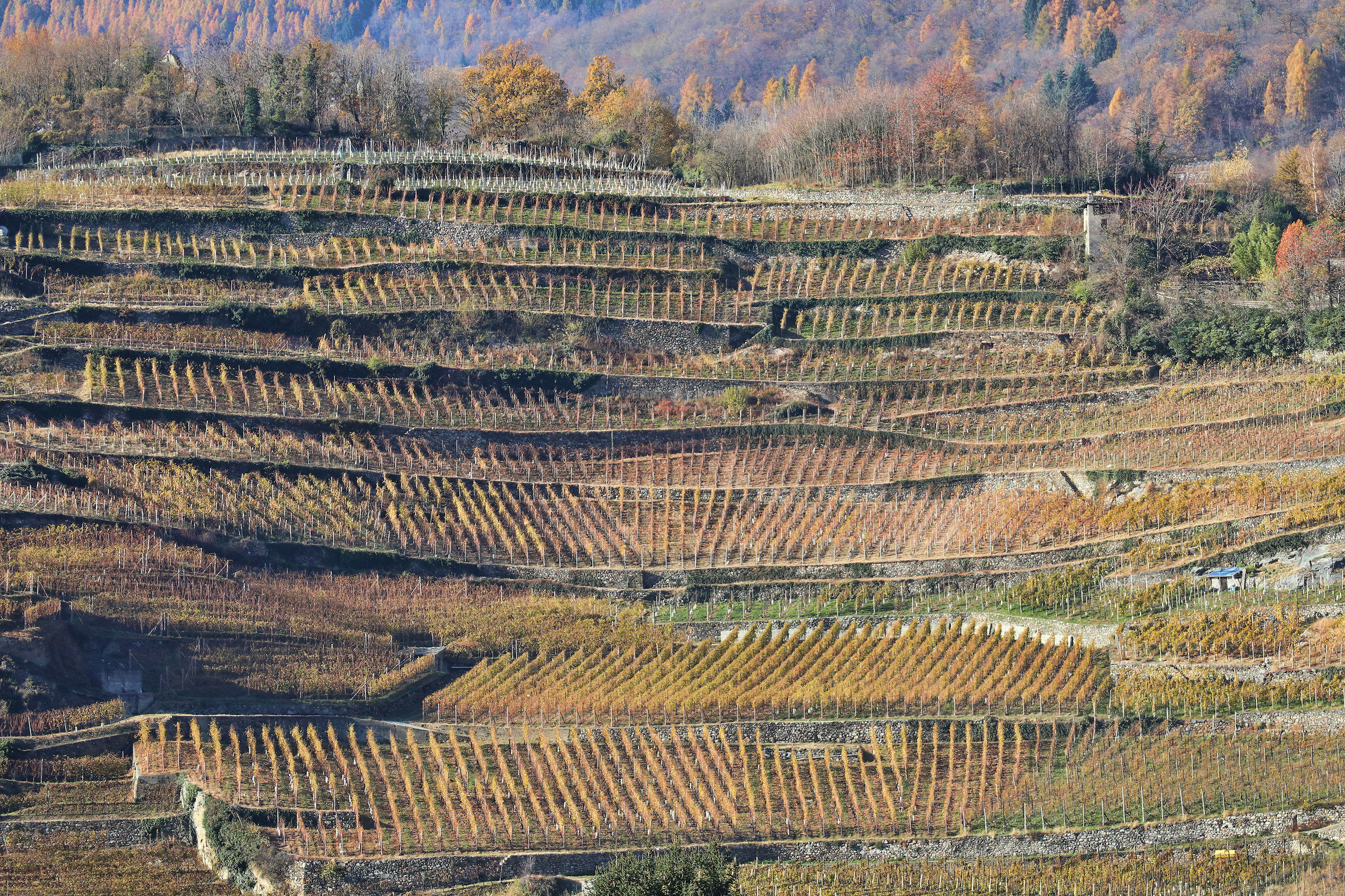 autumn vineyards