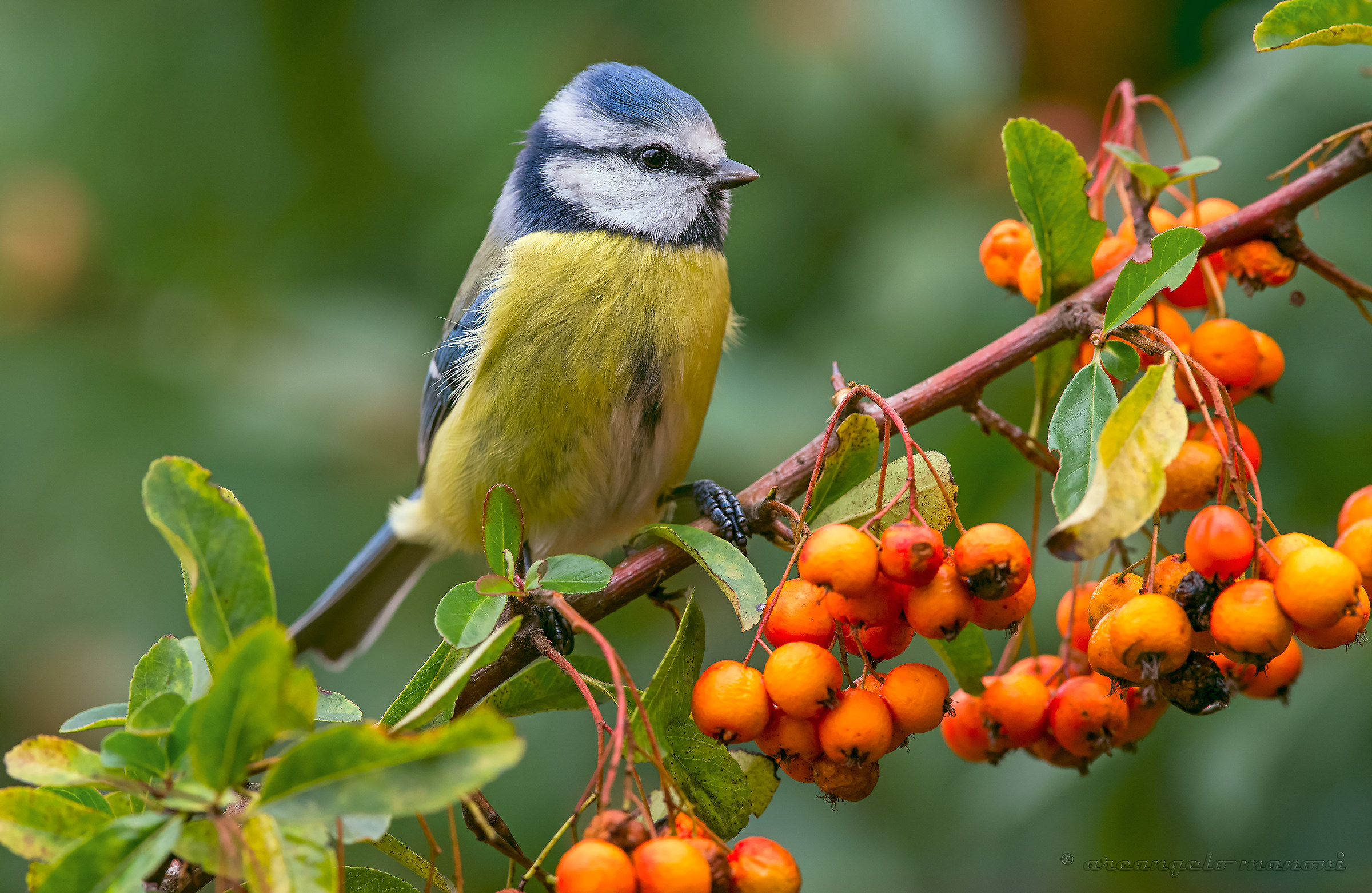 Cinciarella on the hedge of berries