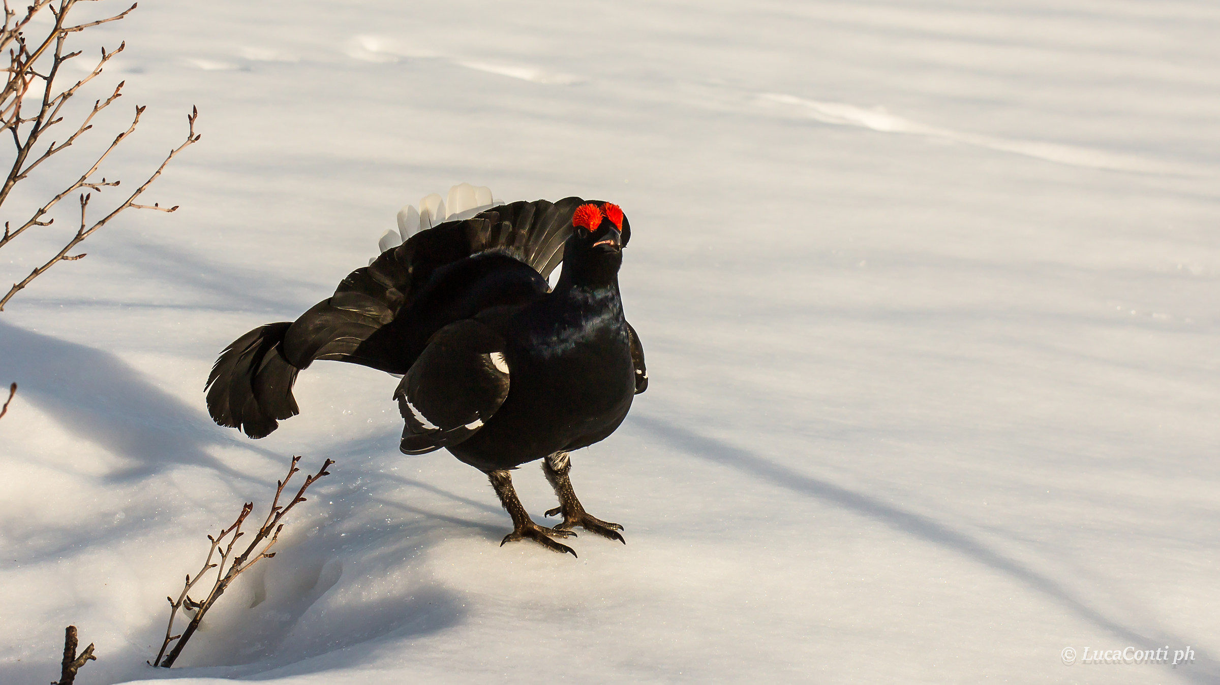 Gallo Forcello (Valsassina)