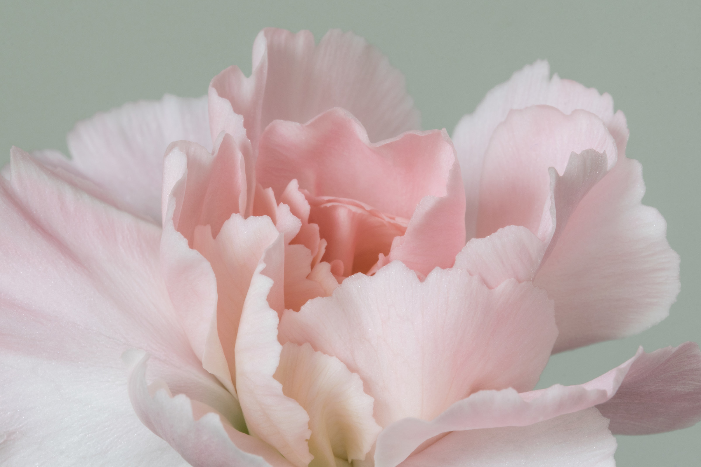 Silken Waves of Pink