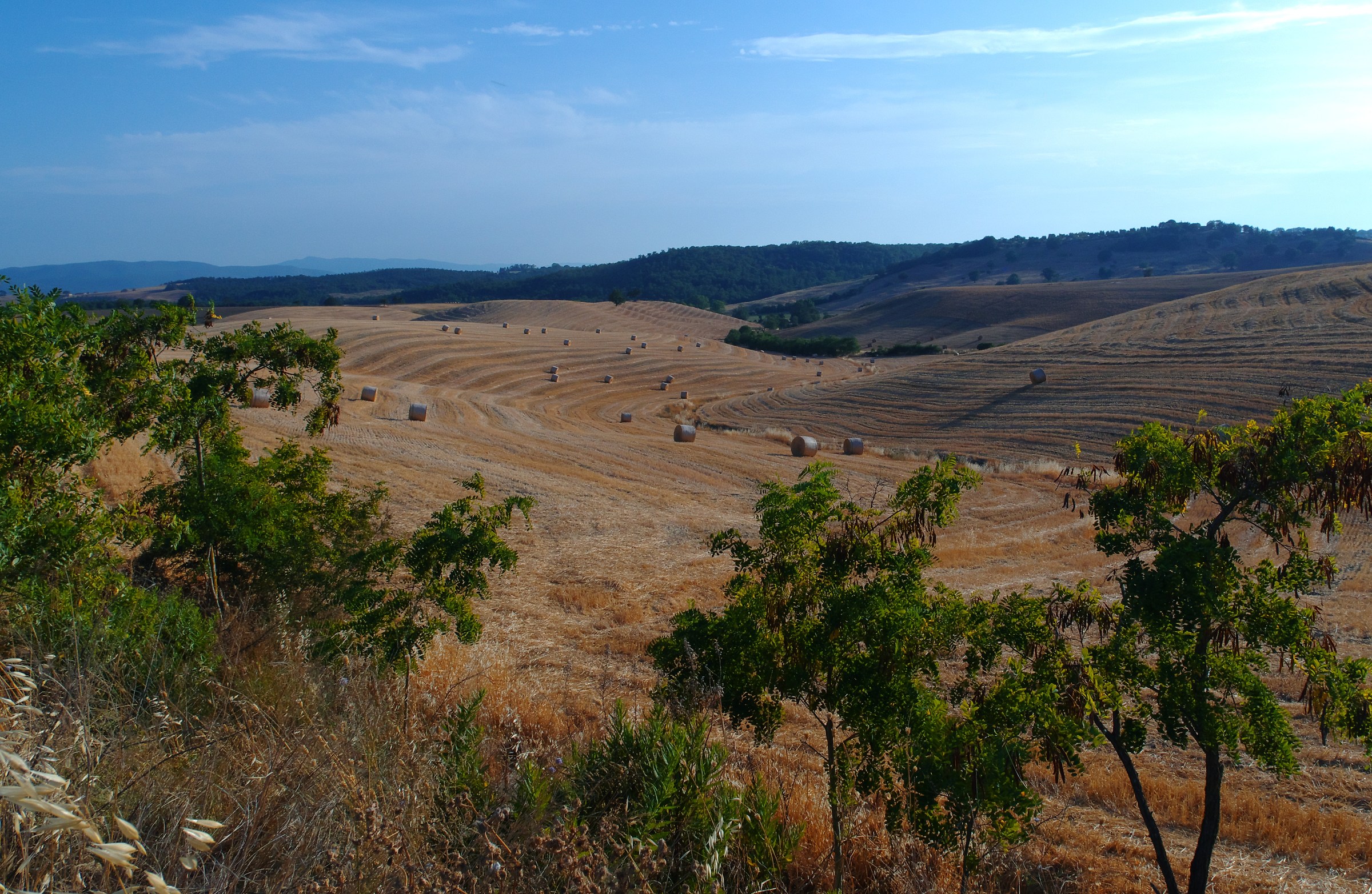 Rotoballe in maremma