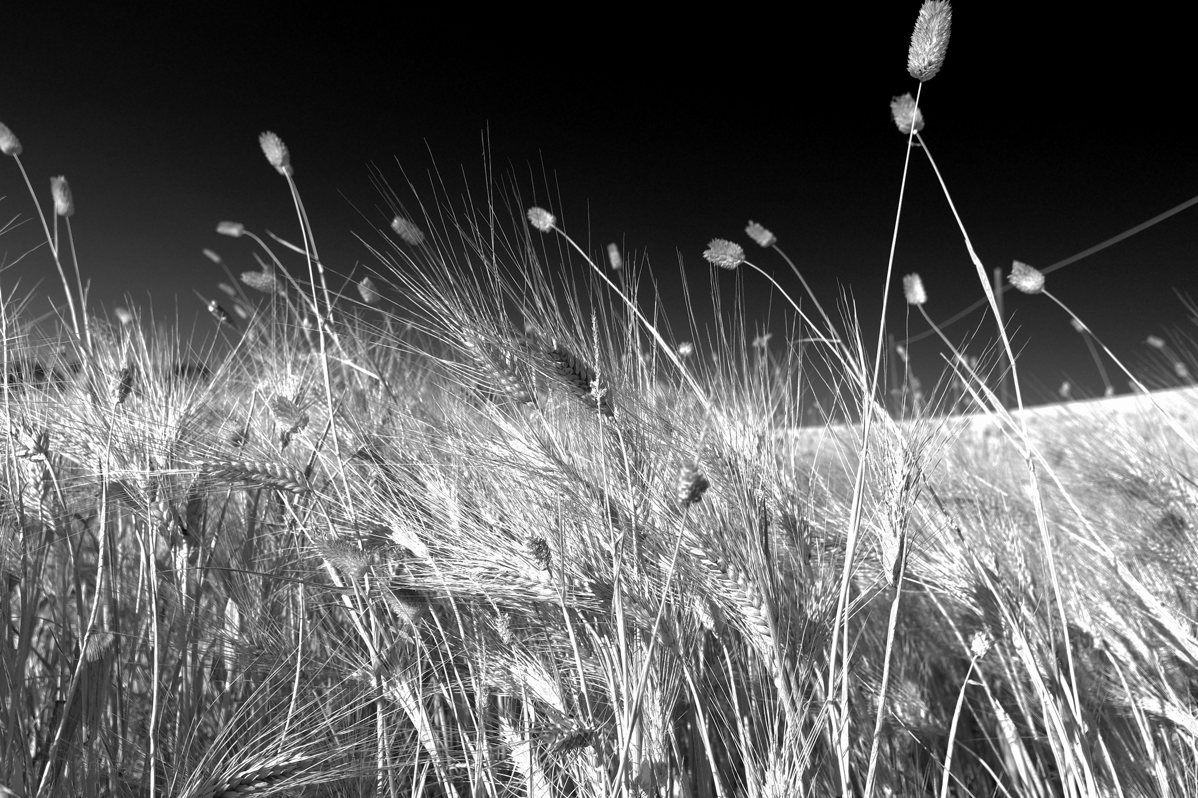 Spighe in bianco e nero