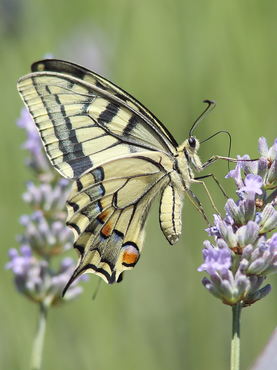 Papilio thoas