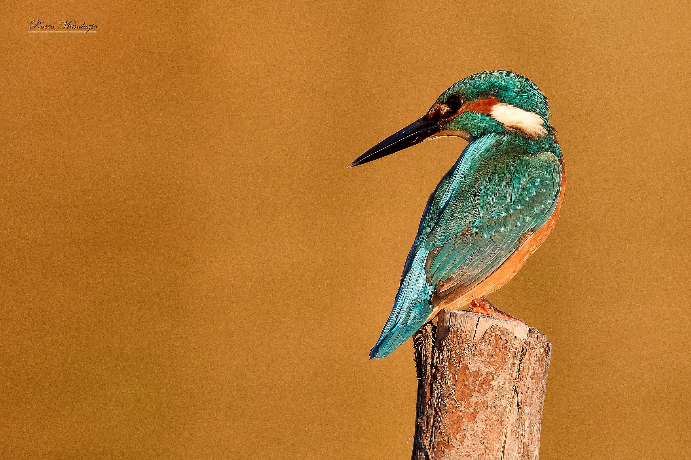 Martino in posa al tramonto