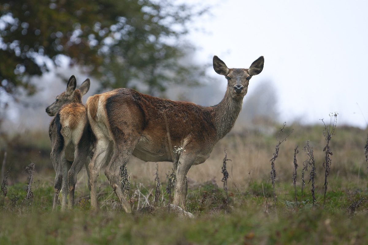 Cerva con piccolo