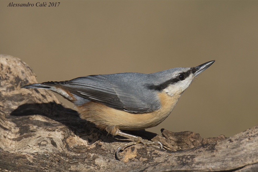 Sitta europea (Picchio muratore) 4955