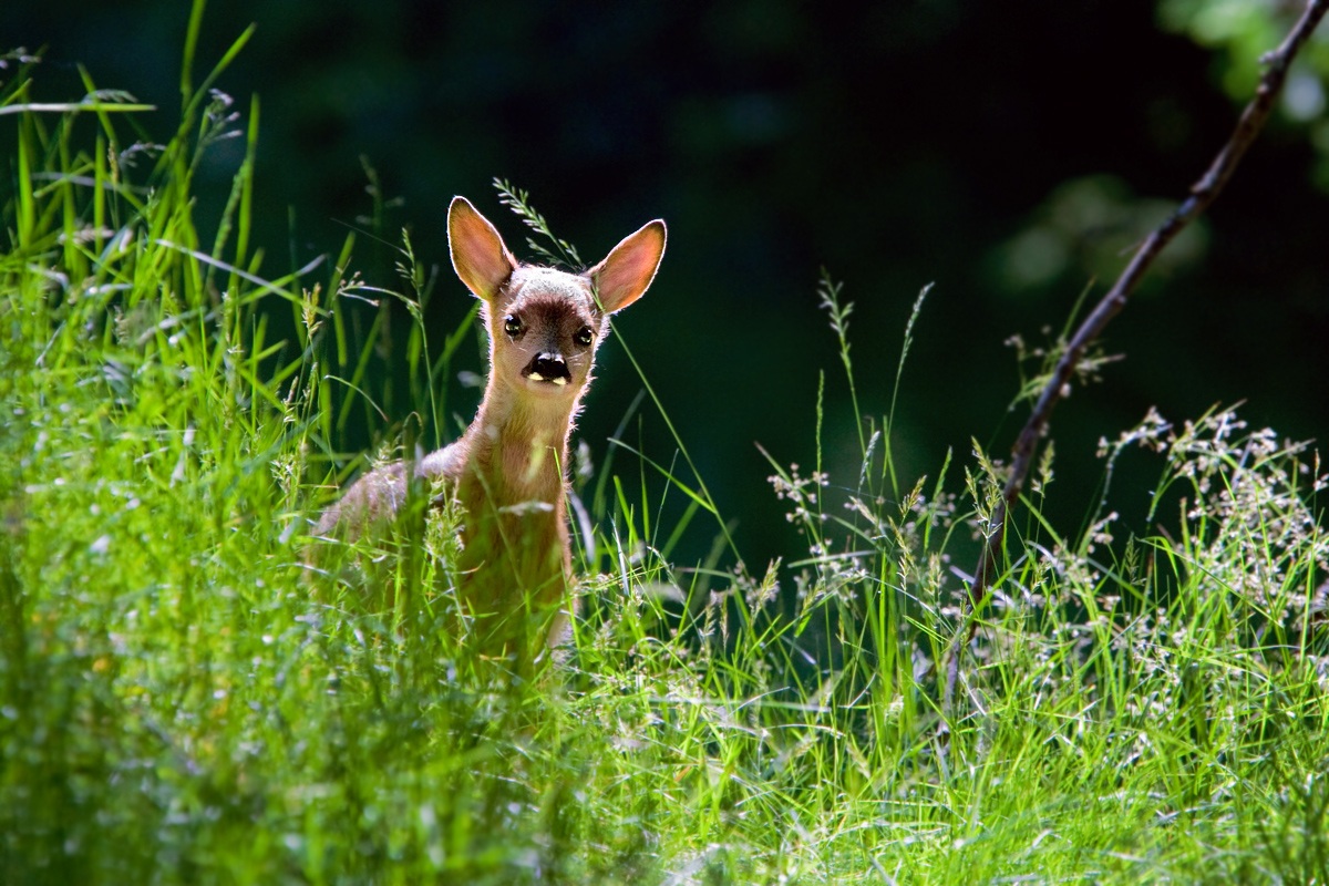 Una mattina di mezza estate