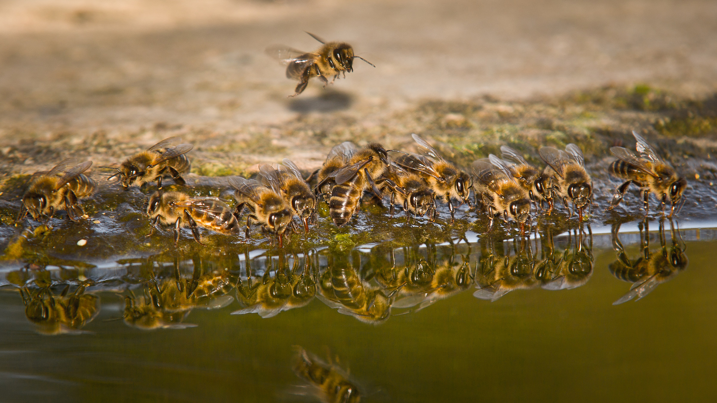 Ho avuto una fattoria in Africa ...