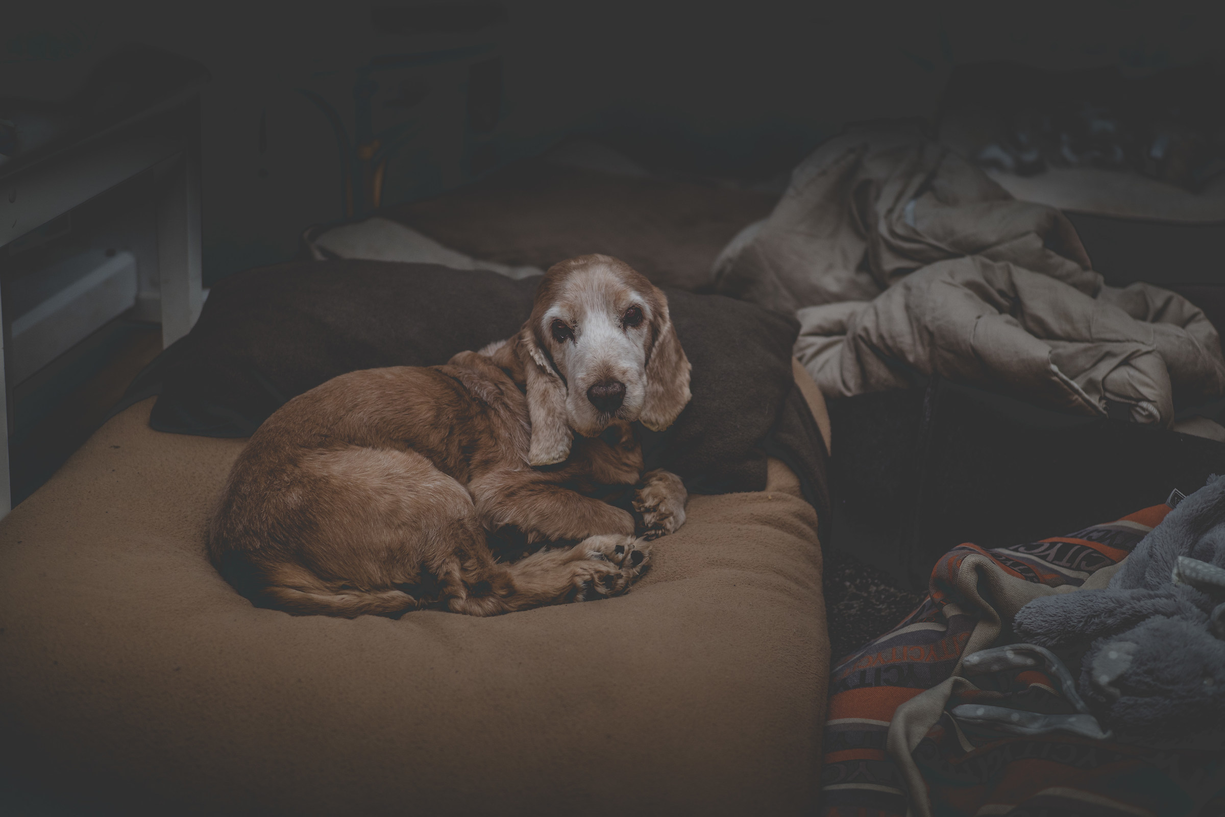 My little and sweet dog