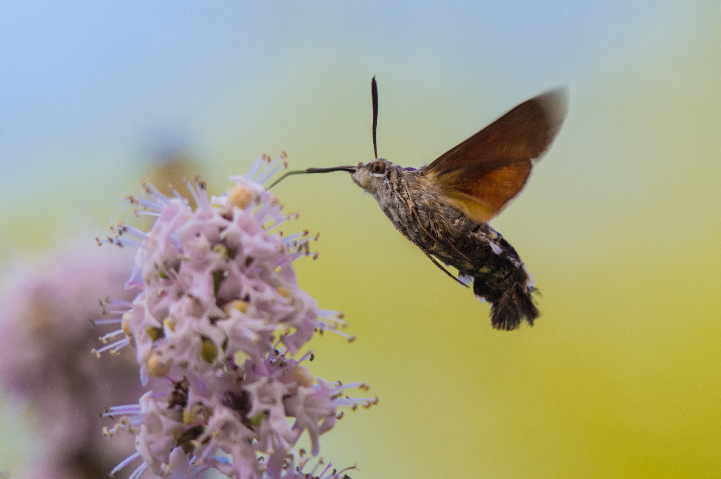 Macroglossum stellatarum