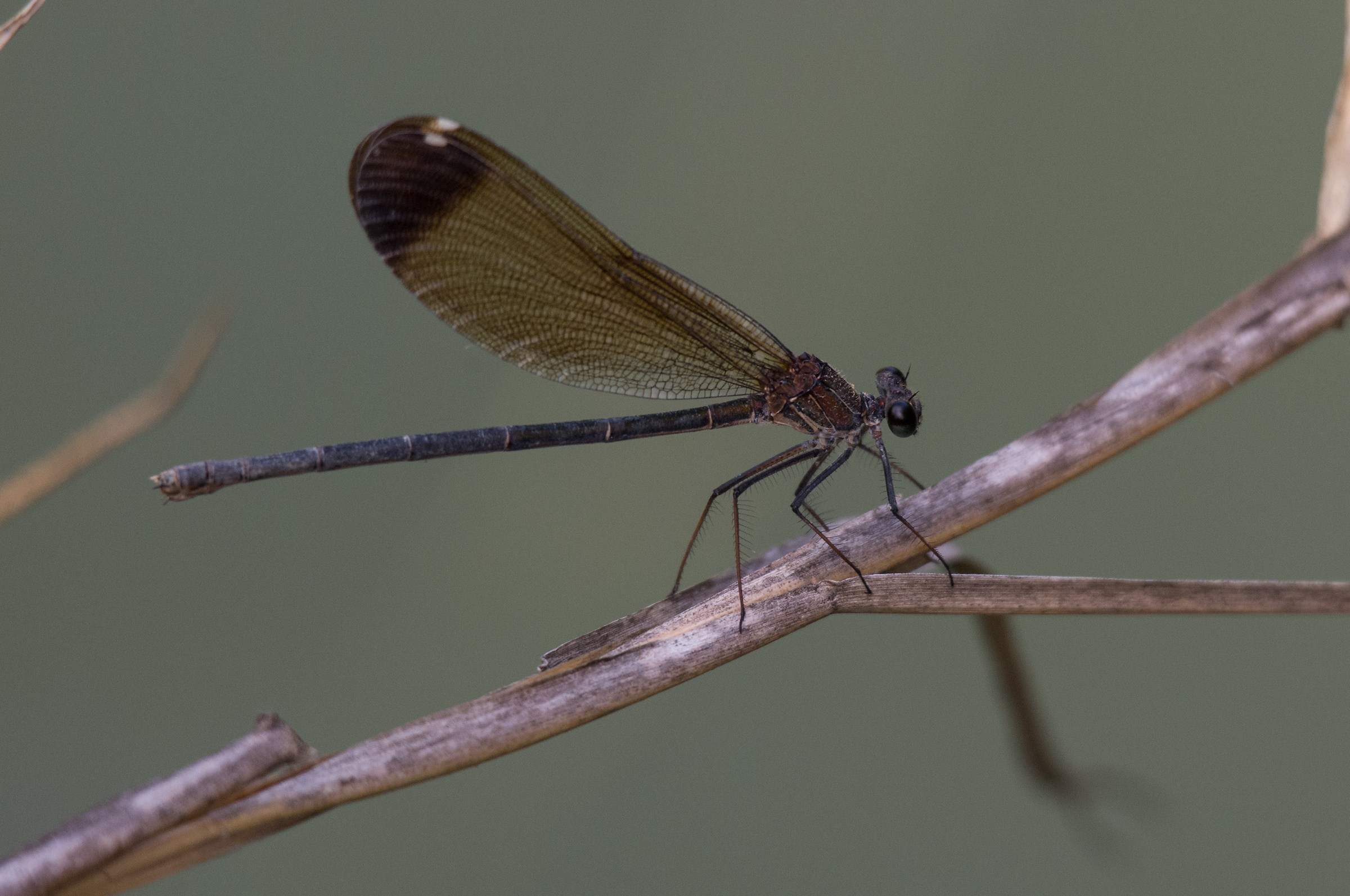 Calopteryx