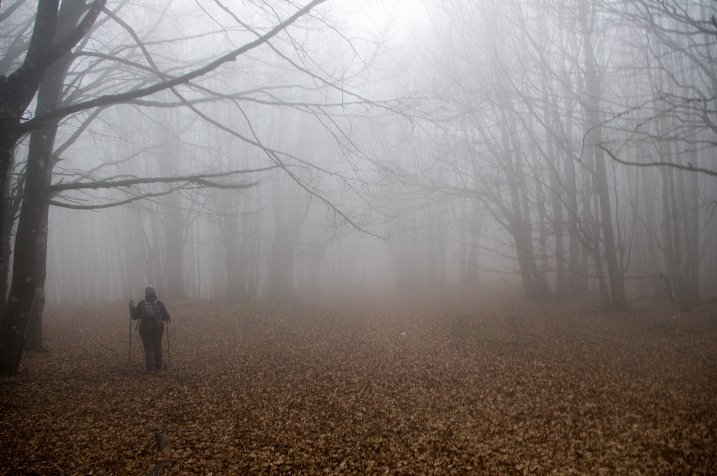 nebbia nella faggeta