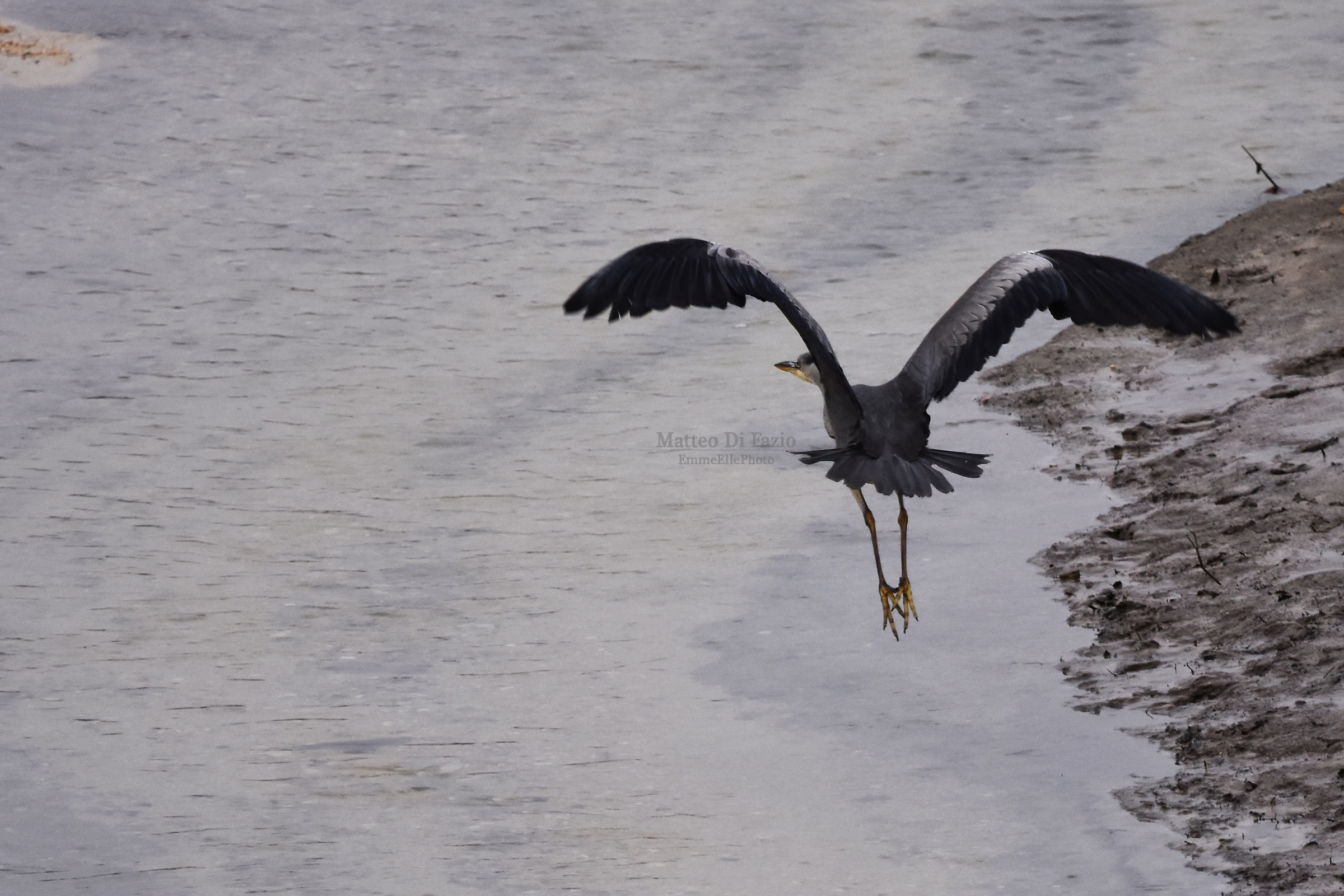Heron at Villetta Barrea