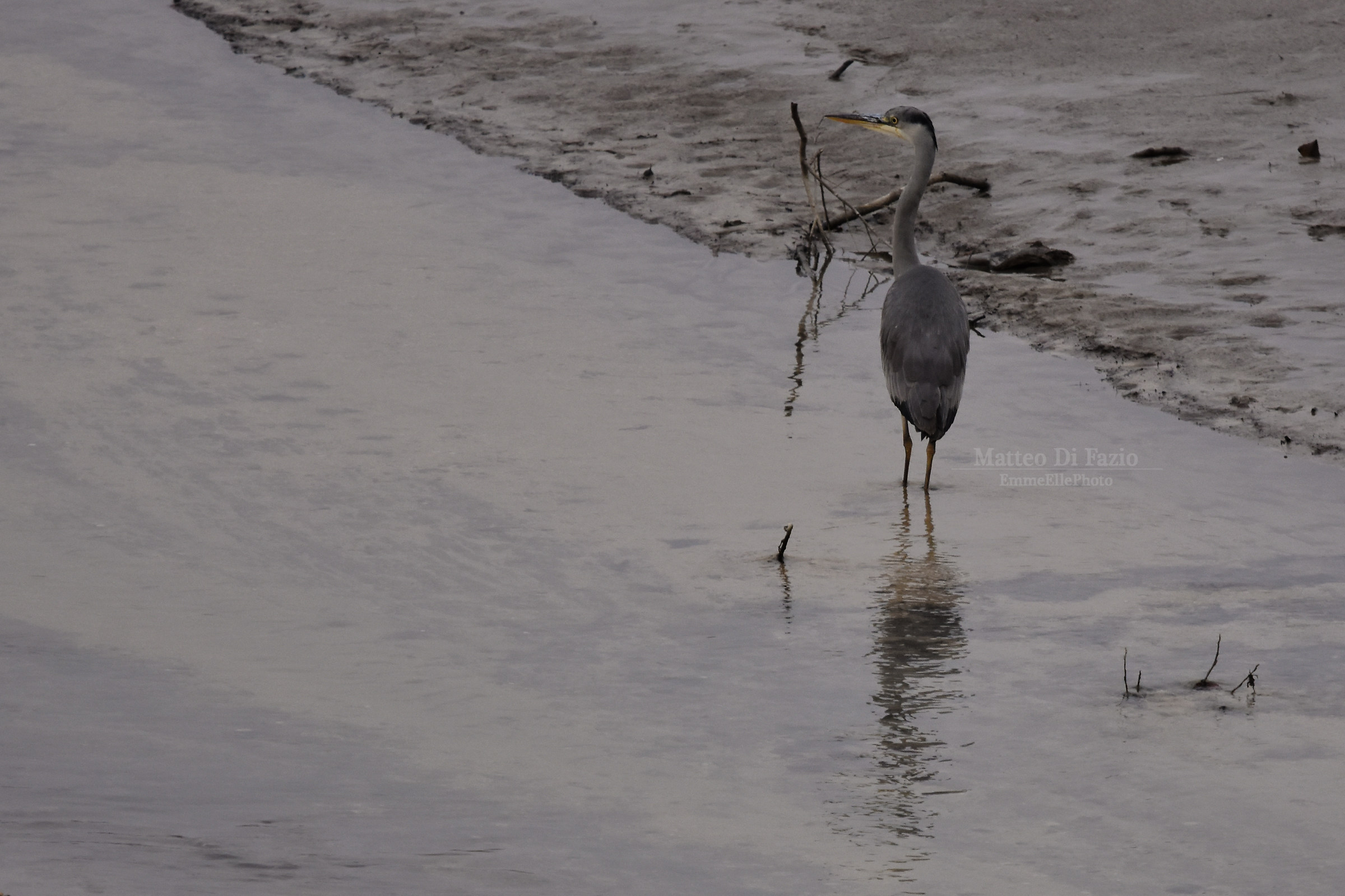 Heron in Lake Villetta Barrea