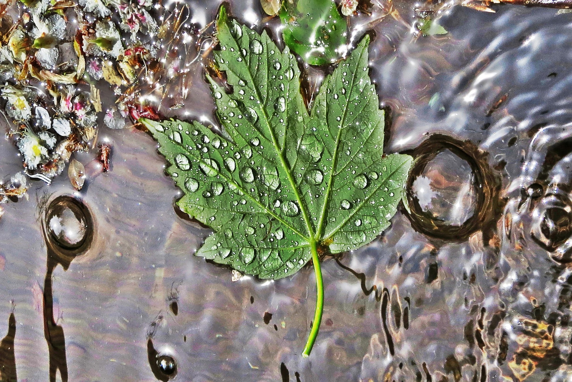 3174 - Drifting between the scintillation - VB Craveggia