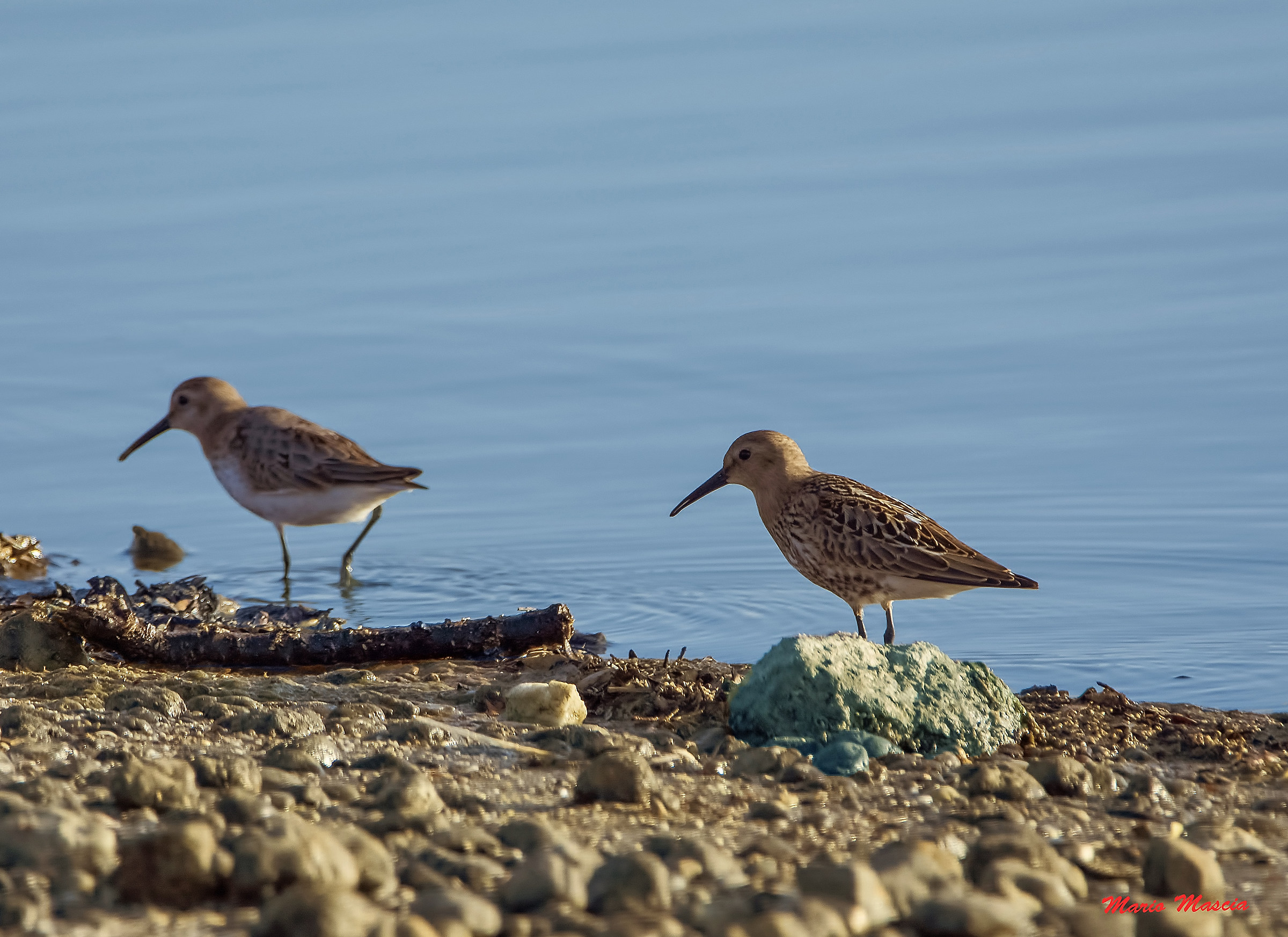 sandpipers