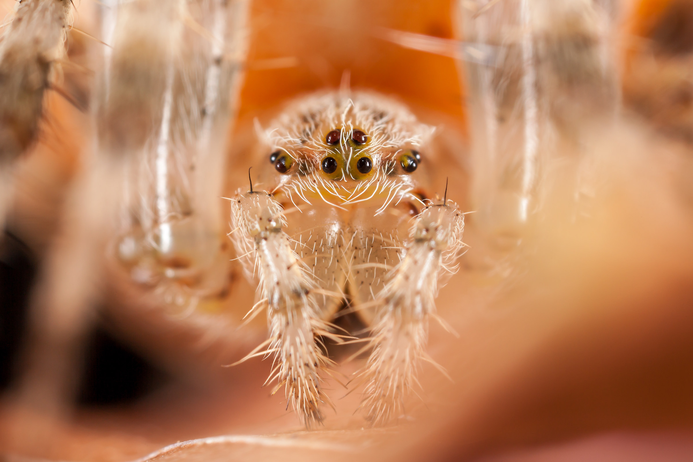 Araneus diadematus female