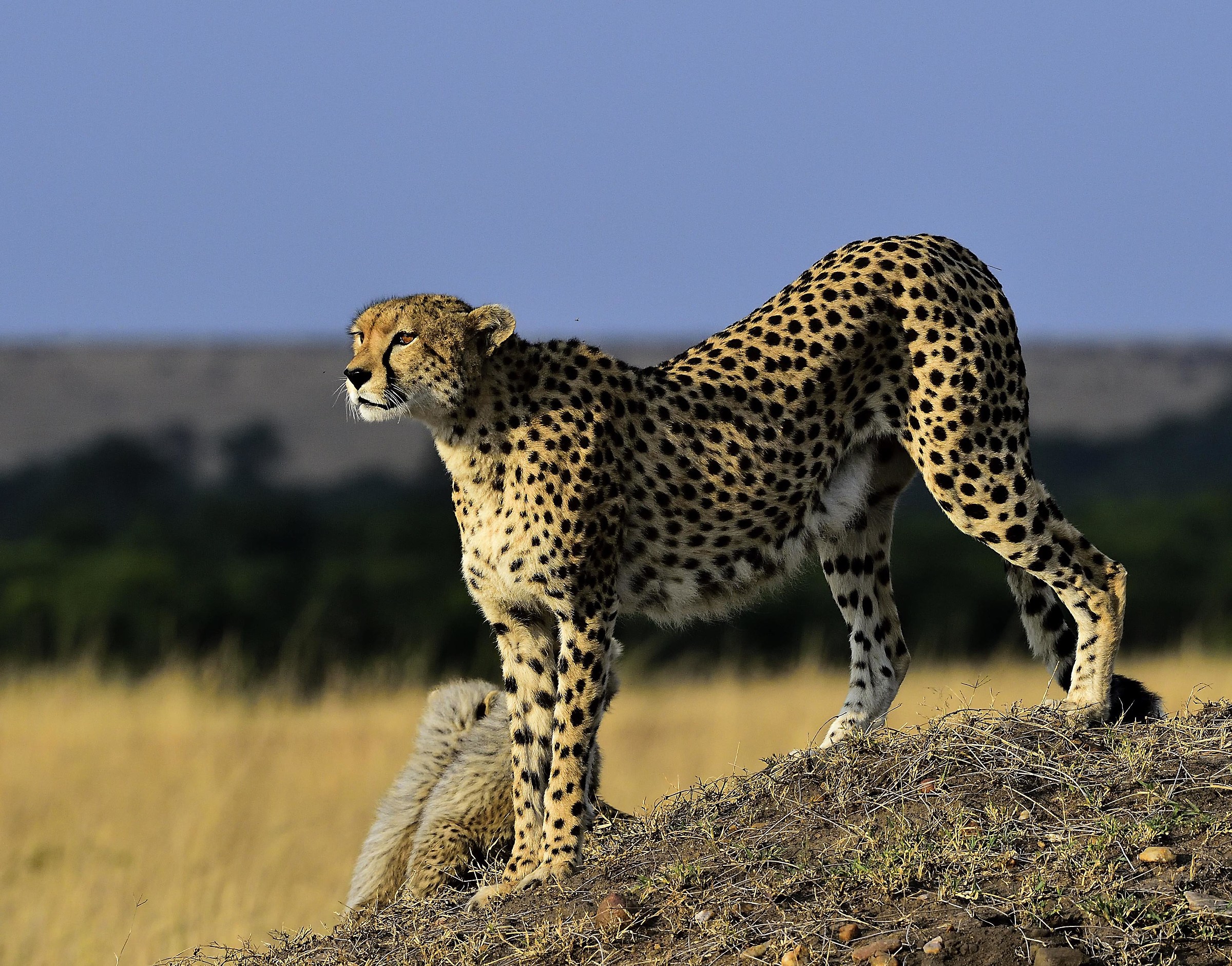 Kenya 2016 Observation