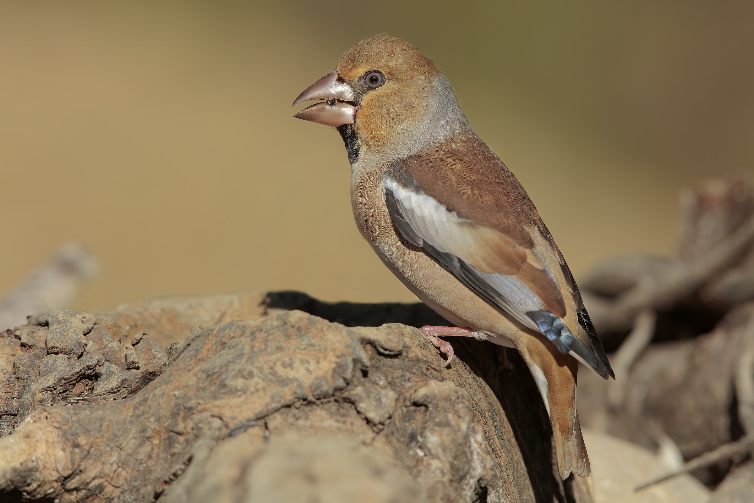 Grosbeak