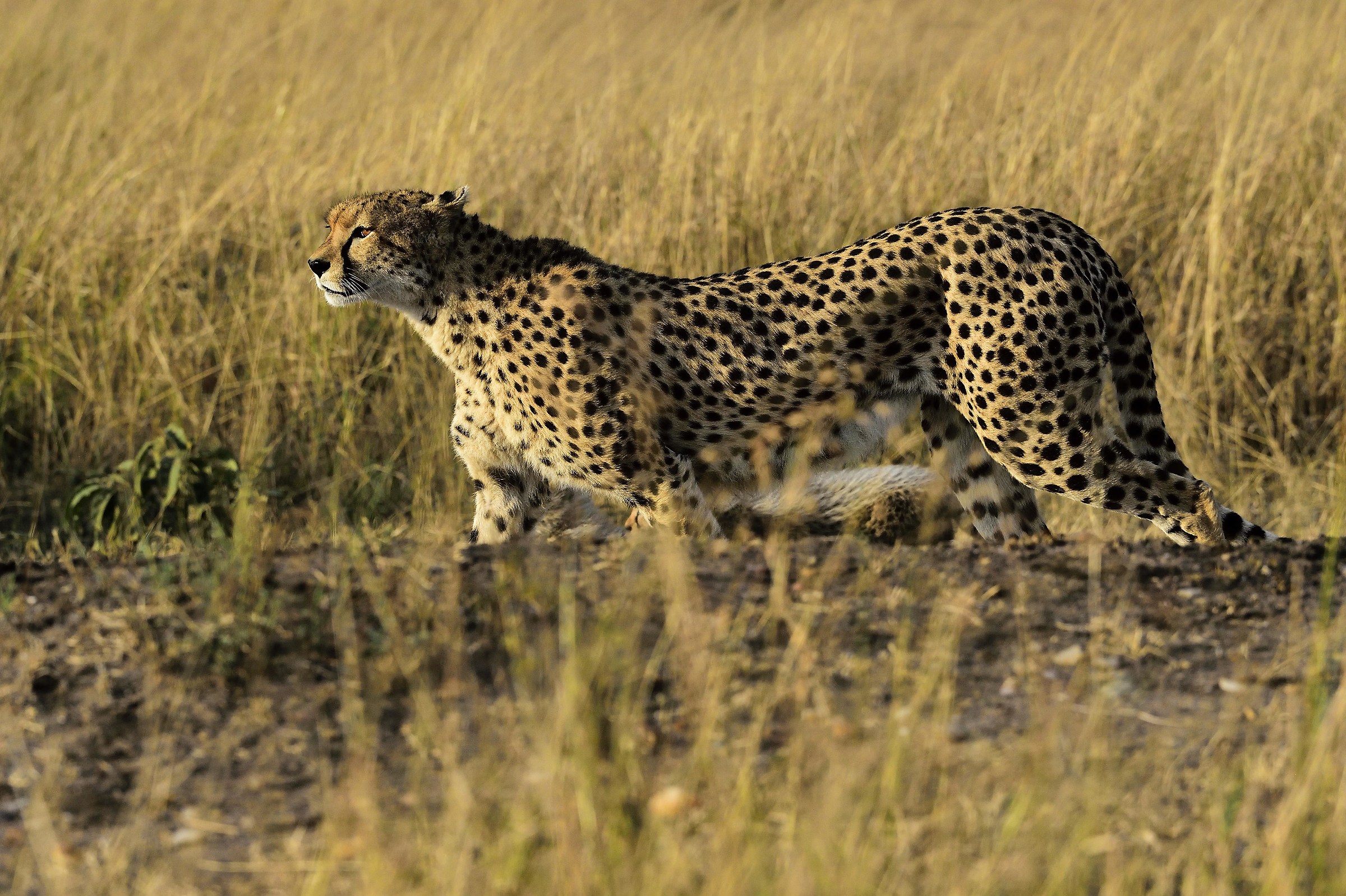 Kenya 2016: Awakening