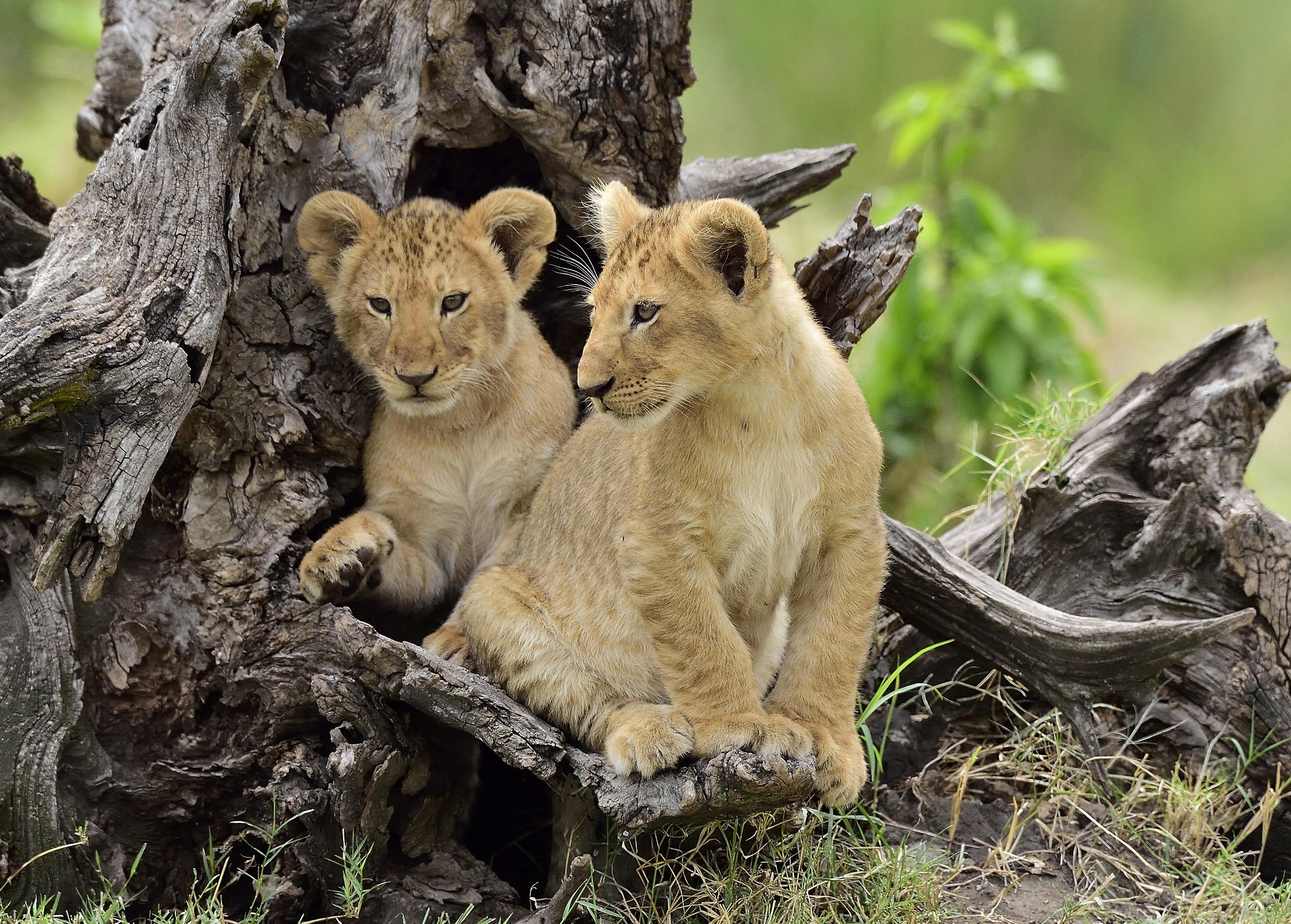 Kenya 2015: the wait