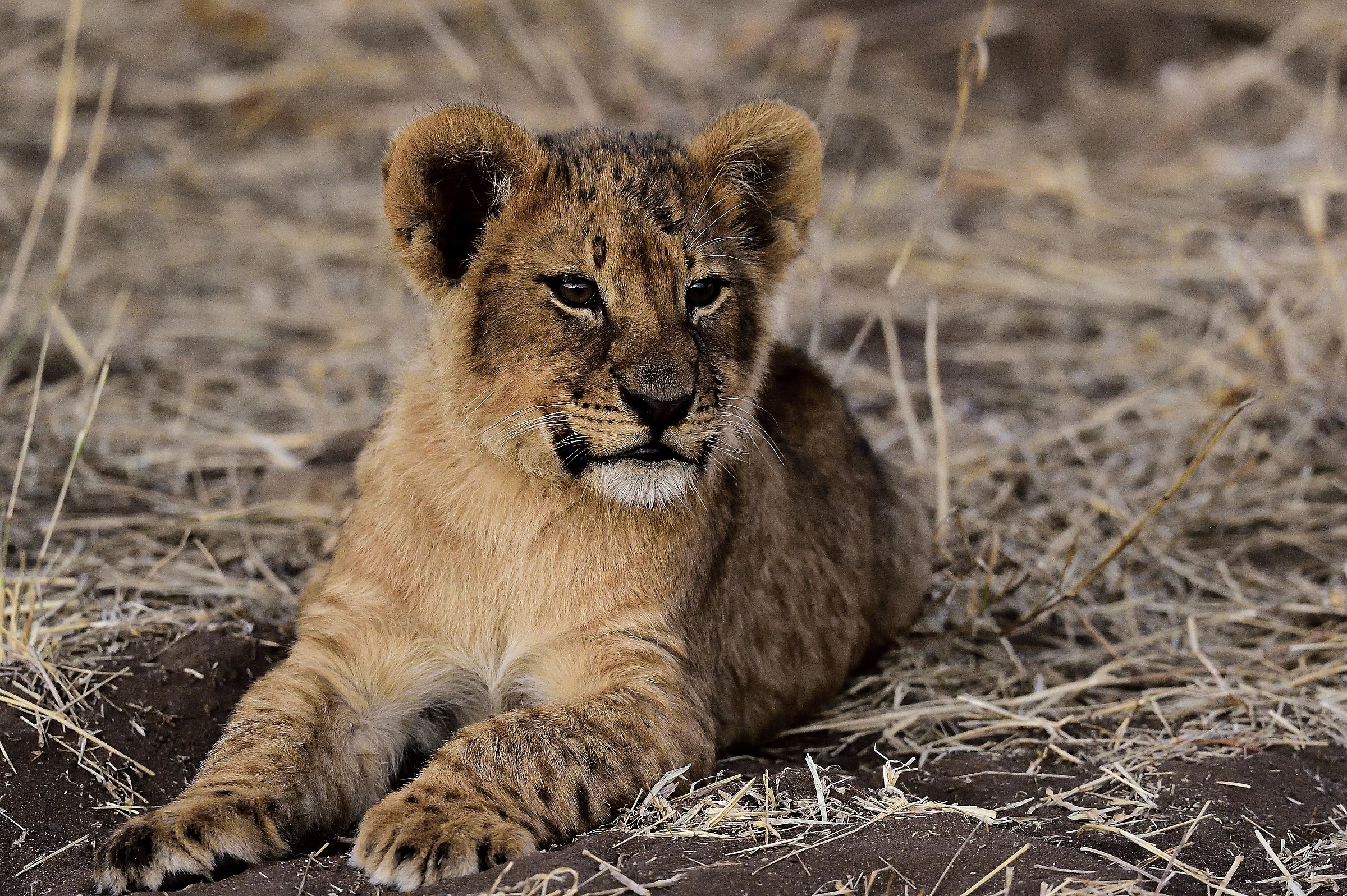 Botswana 2016: reckless