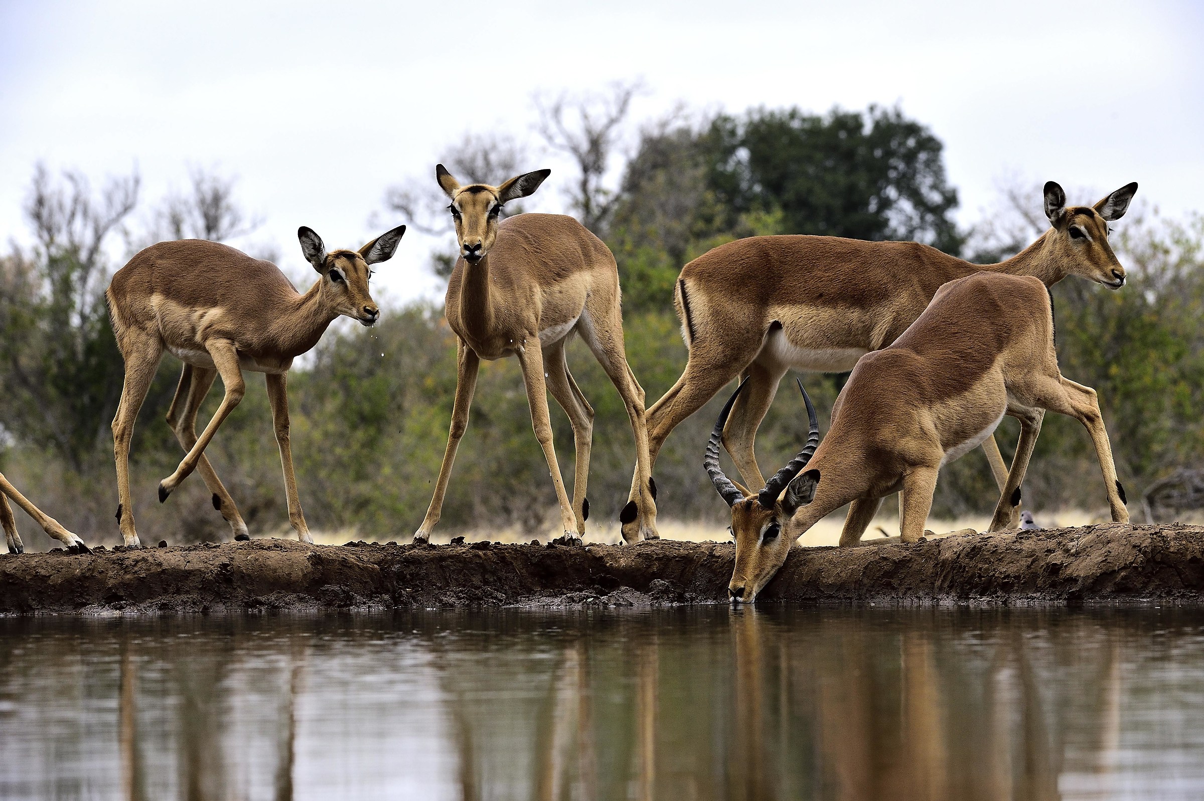 Botswana 2016: circumspection