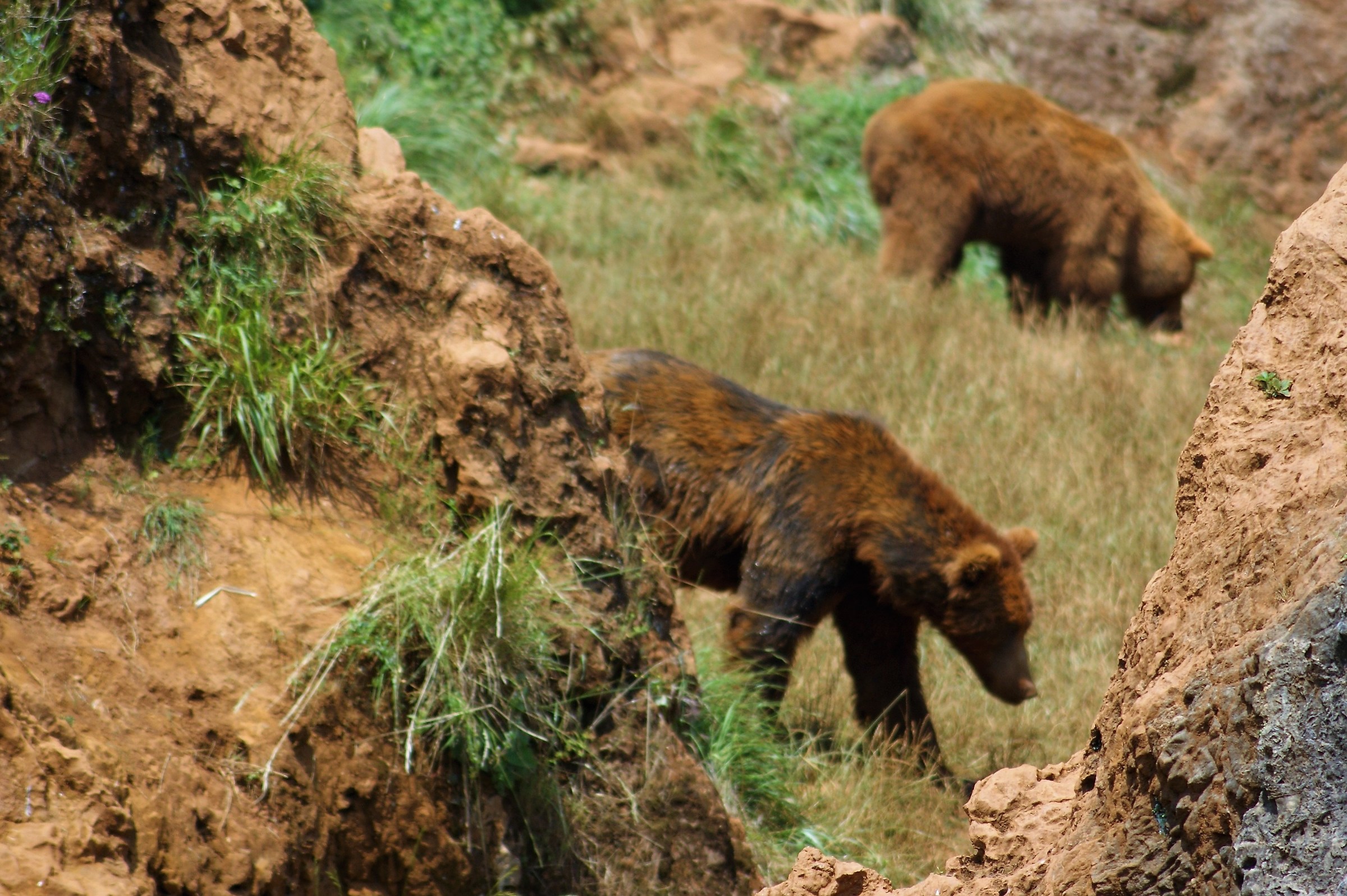 Bears at the Cabarceno Park